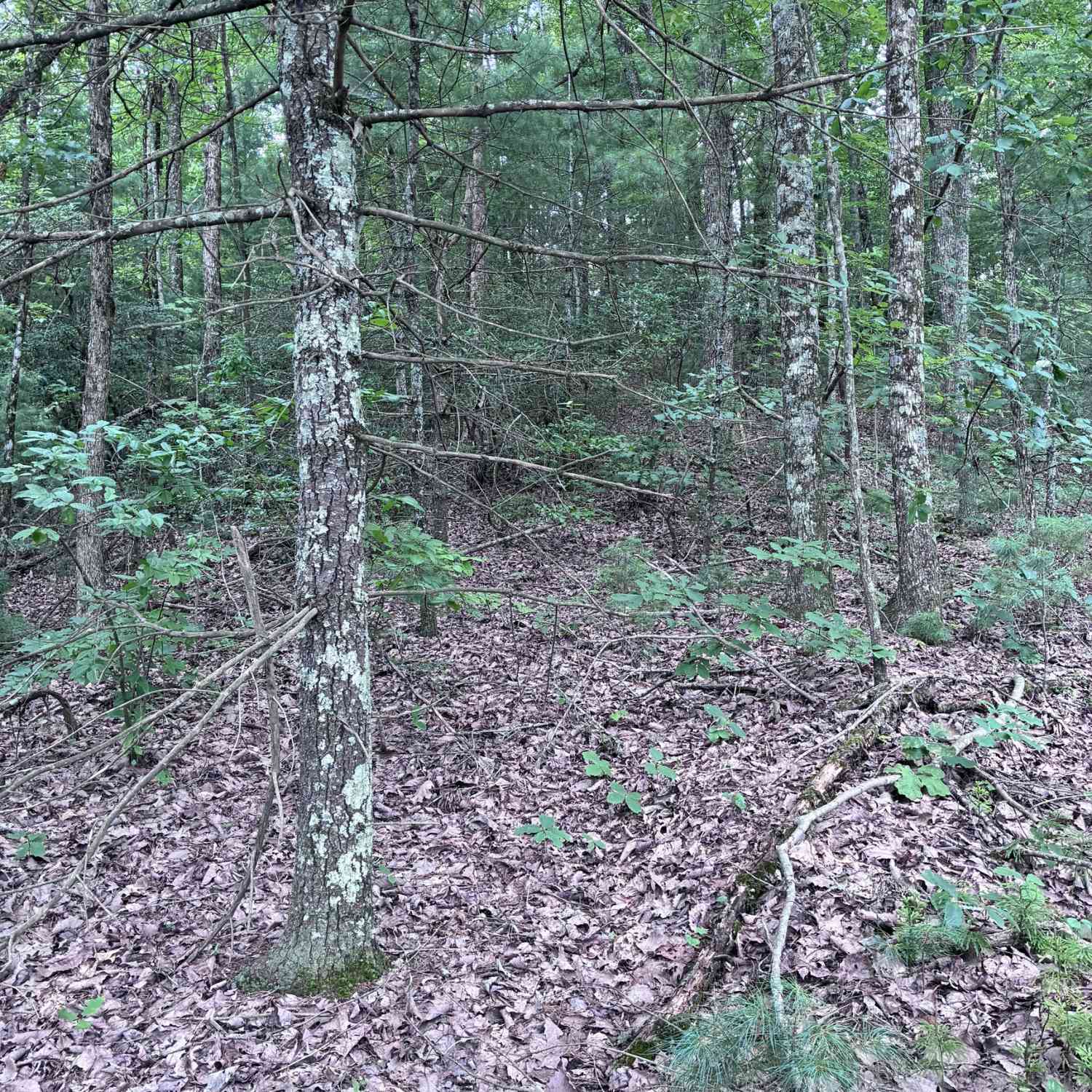 Vacant Land For Sale - 829 Morton Drive<br/> Gilmer County, Ellijay, GA 30540