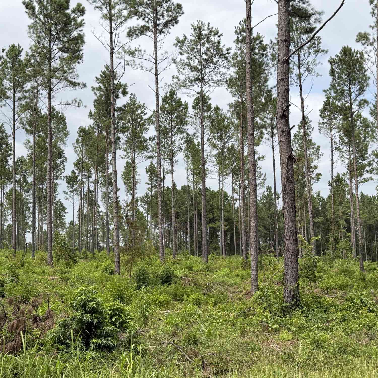 Vacant Land For Sale - 005 Old Monticello Road<br/> Milledgeville, GA 31061