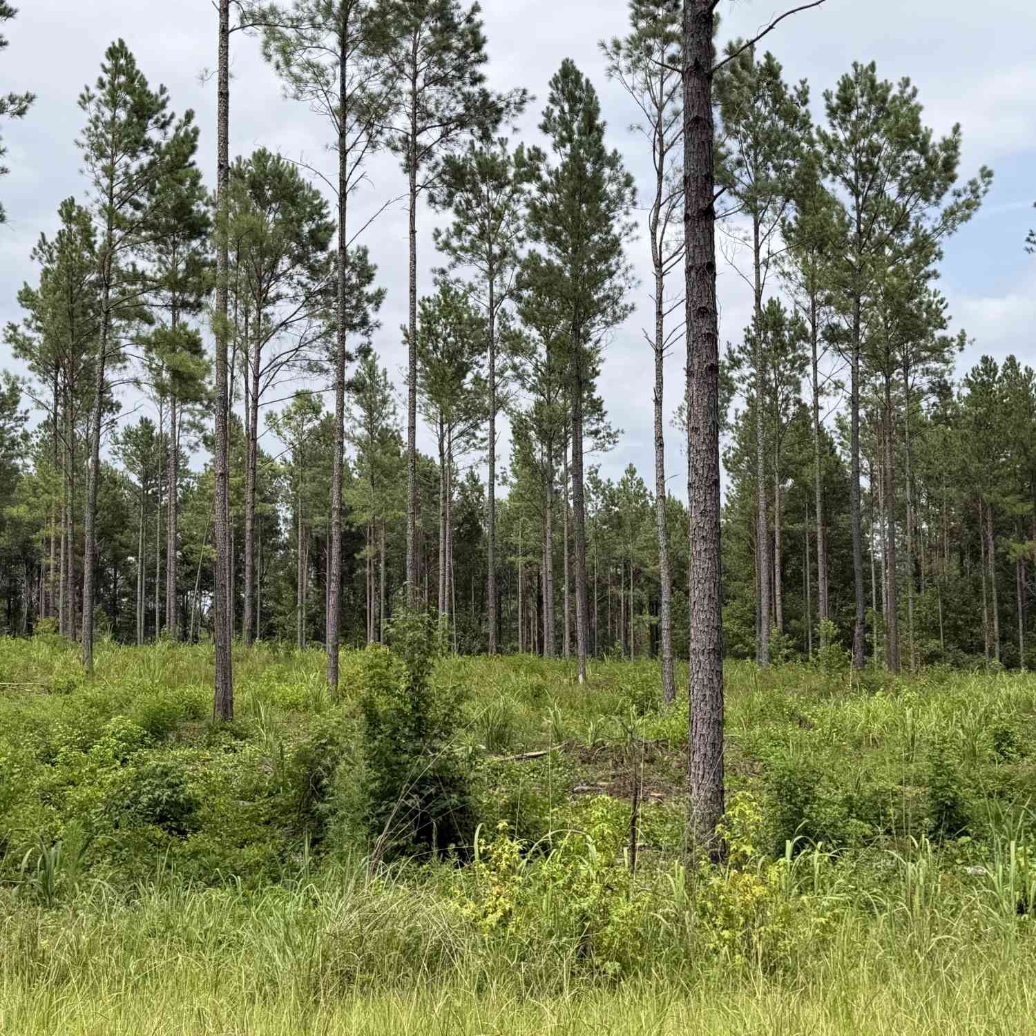 Vacant Land For Sale - 006 Old Monticello Road<br/> Milledgeville, GA 31061