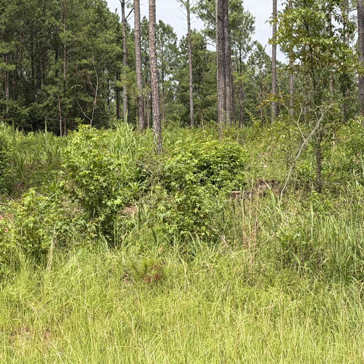 Vacant Land For Sale - 007 Old Monticello Road<br/> Milledgeville, GA 31061
