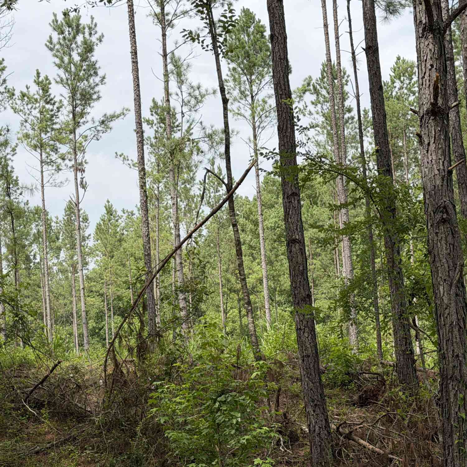 Vacant Land For Sale - 008 Old Monticello Road<br/> Milledgeville, GA 31061