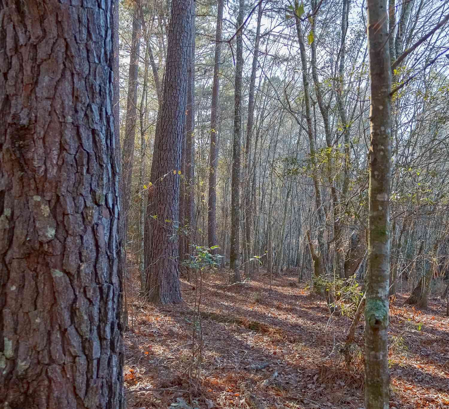 Vacant Land For Sale - 557 Limestone Road<br/> Bleckley County, Cochran, GA 31014