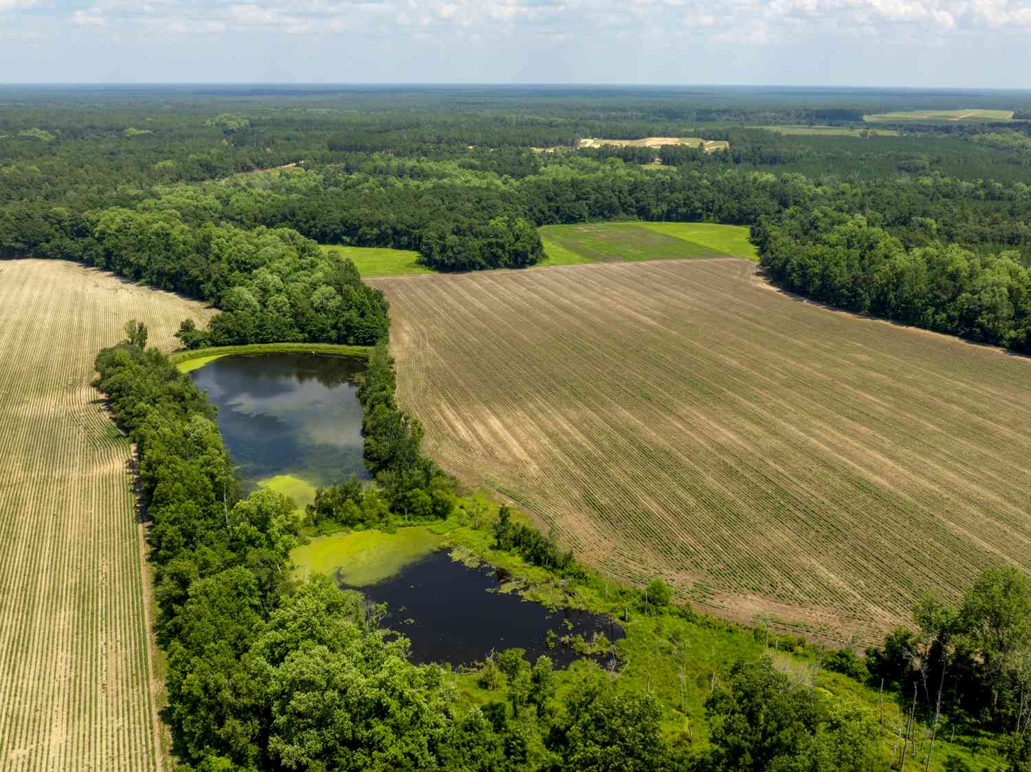 Vacant Land For Sale - Sunbury Road<br/> Claxton, GA 30417