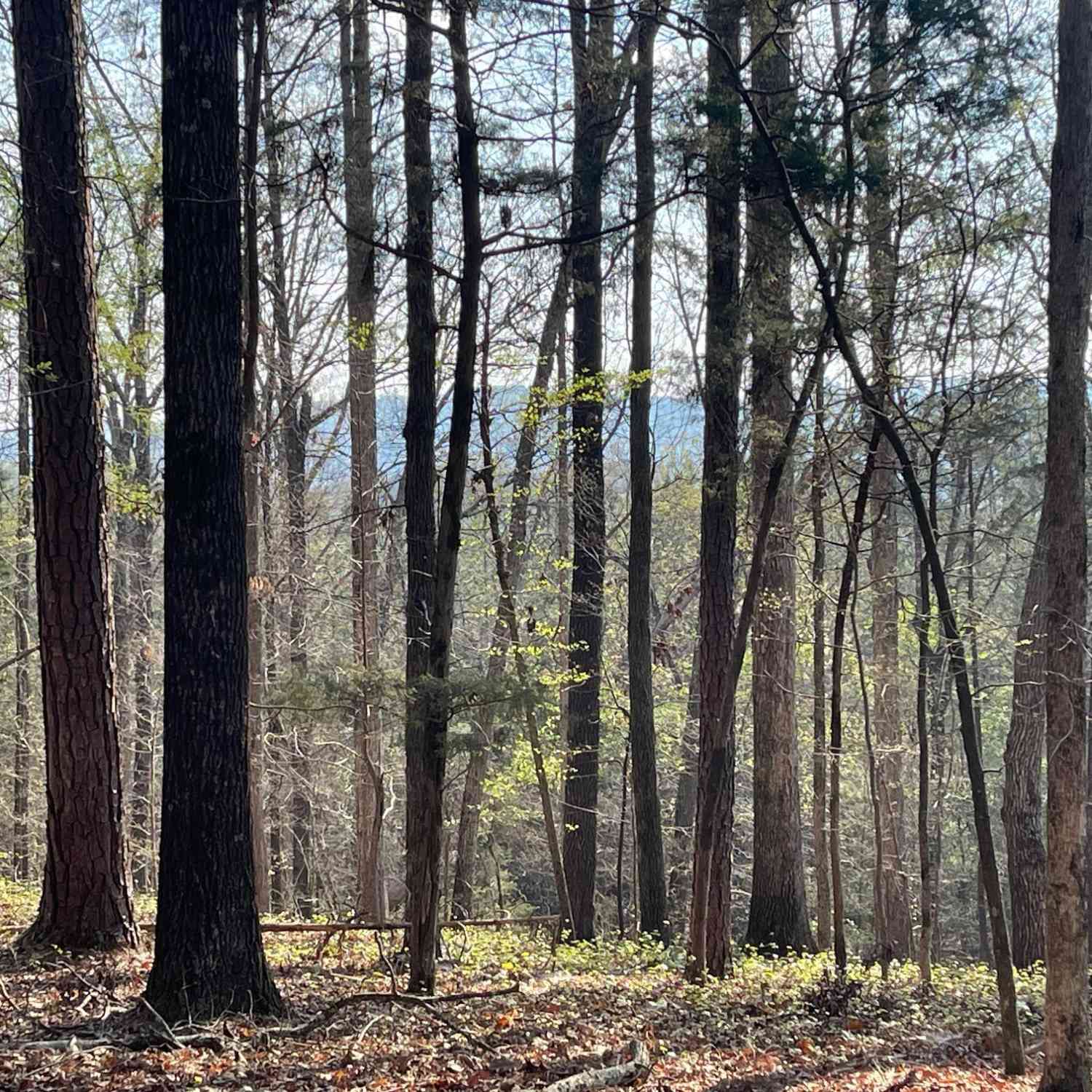 Vacant Land For Sale - TRACT 1B Chalcrest Way<br/> Floyd County, Cave Spring, GA 30124