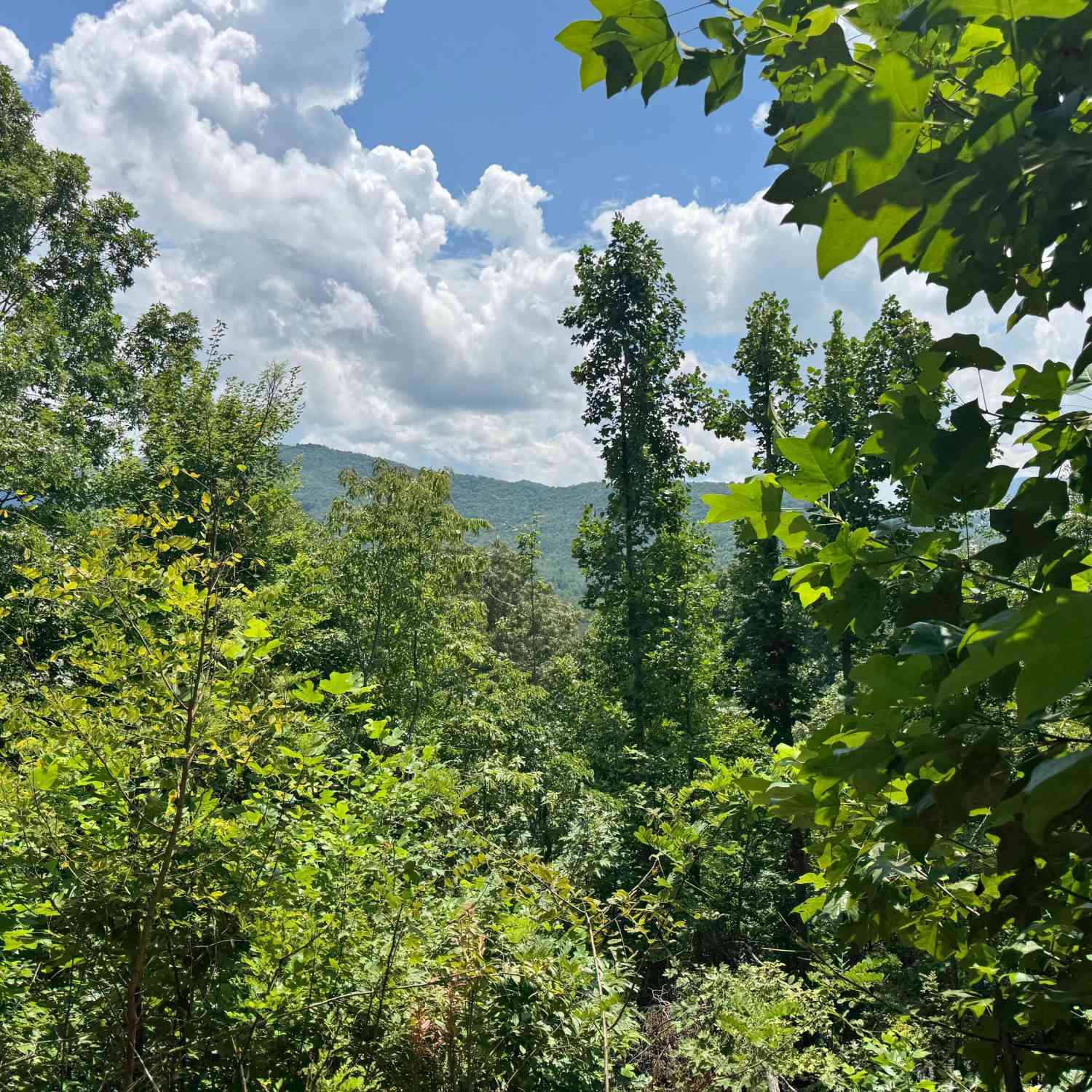 Vacant Land For Sale - #2 & #7 Ivy Lane<br/> Towns County, Hiawassee, GA 30546