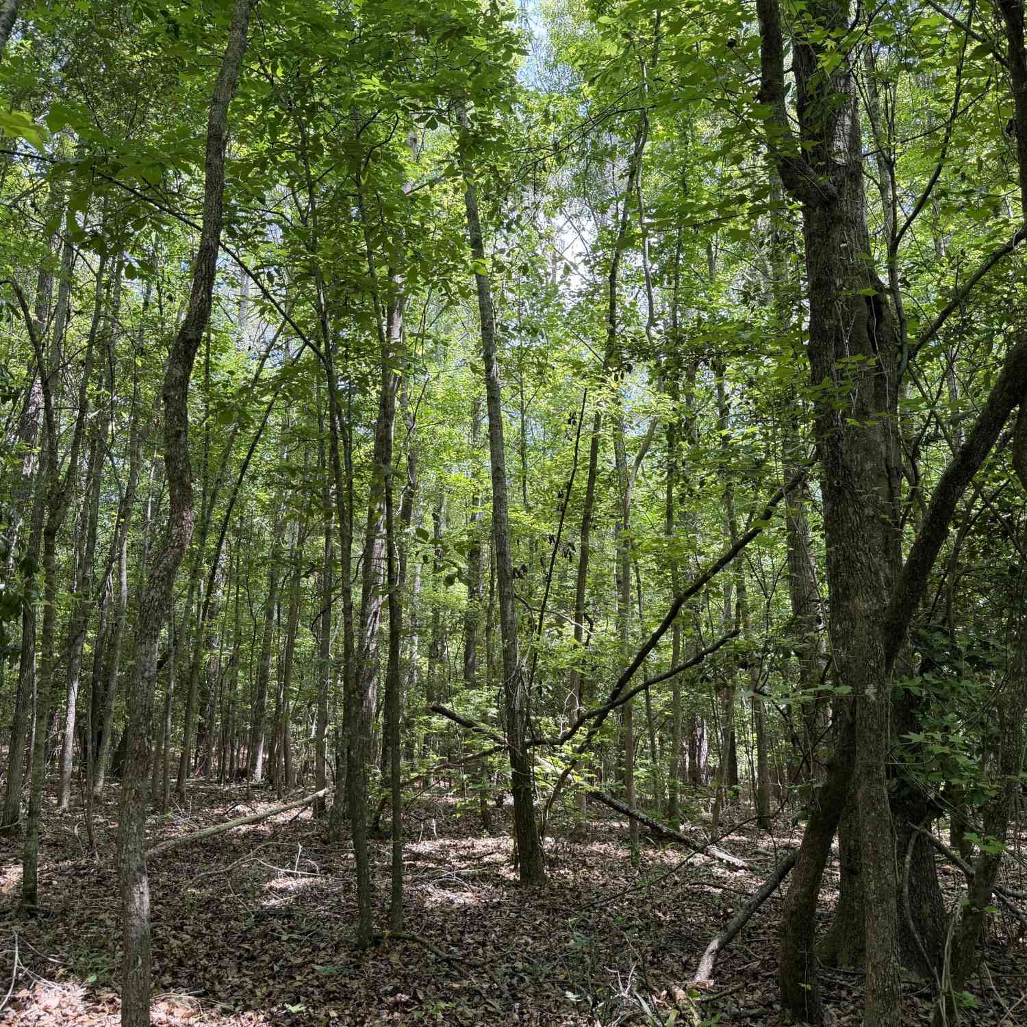 Vacant Land For Sale - 004 Little Sandy Creek Road<br/> Wilkinson County, Toomsboro, GA 31090