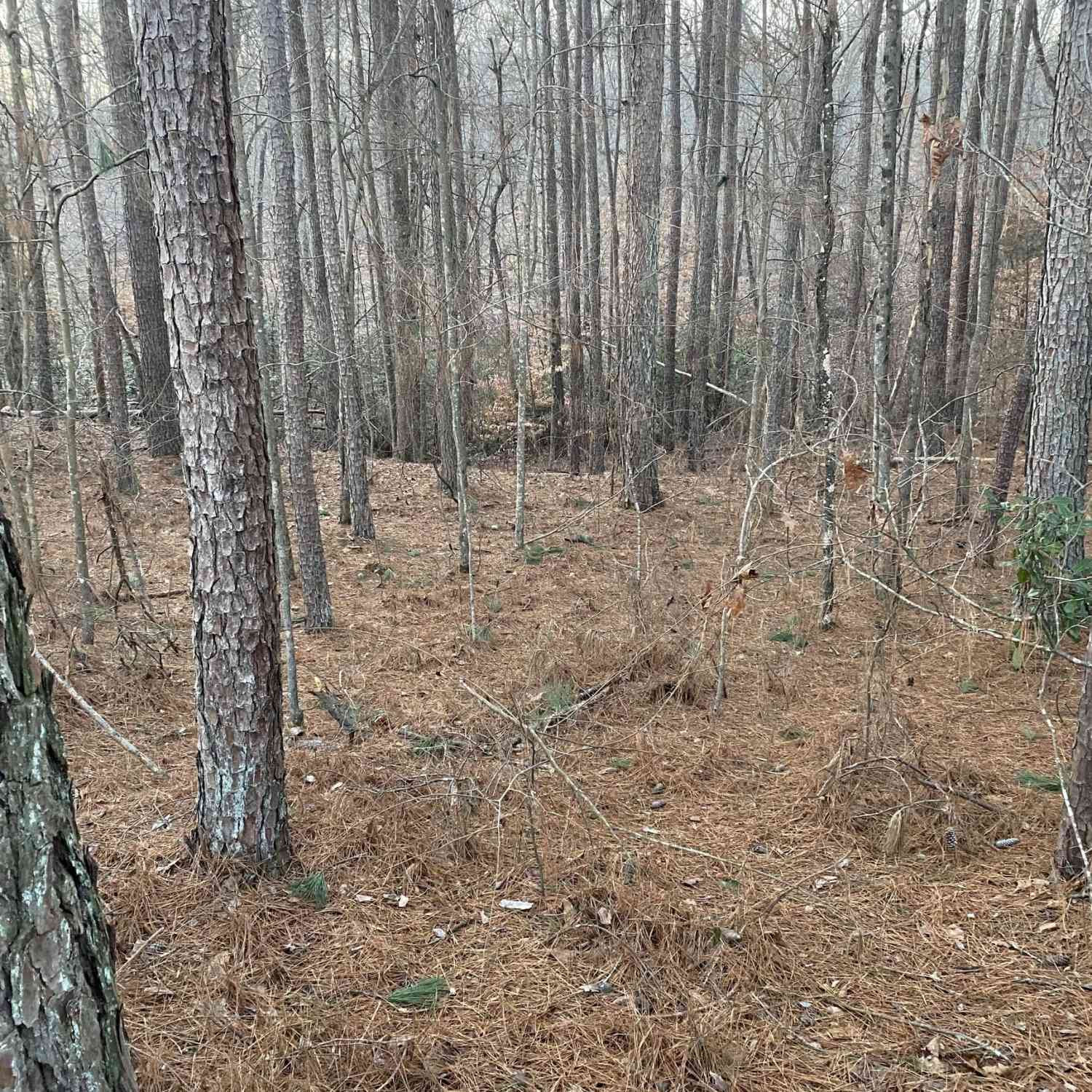 Vacant Land For Sale - 6620 Mize Road<br/> Stephens County, Toccoa, GA 30577