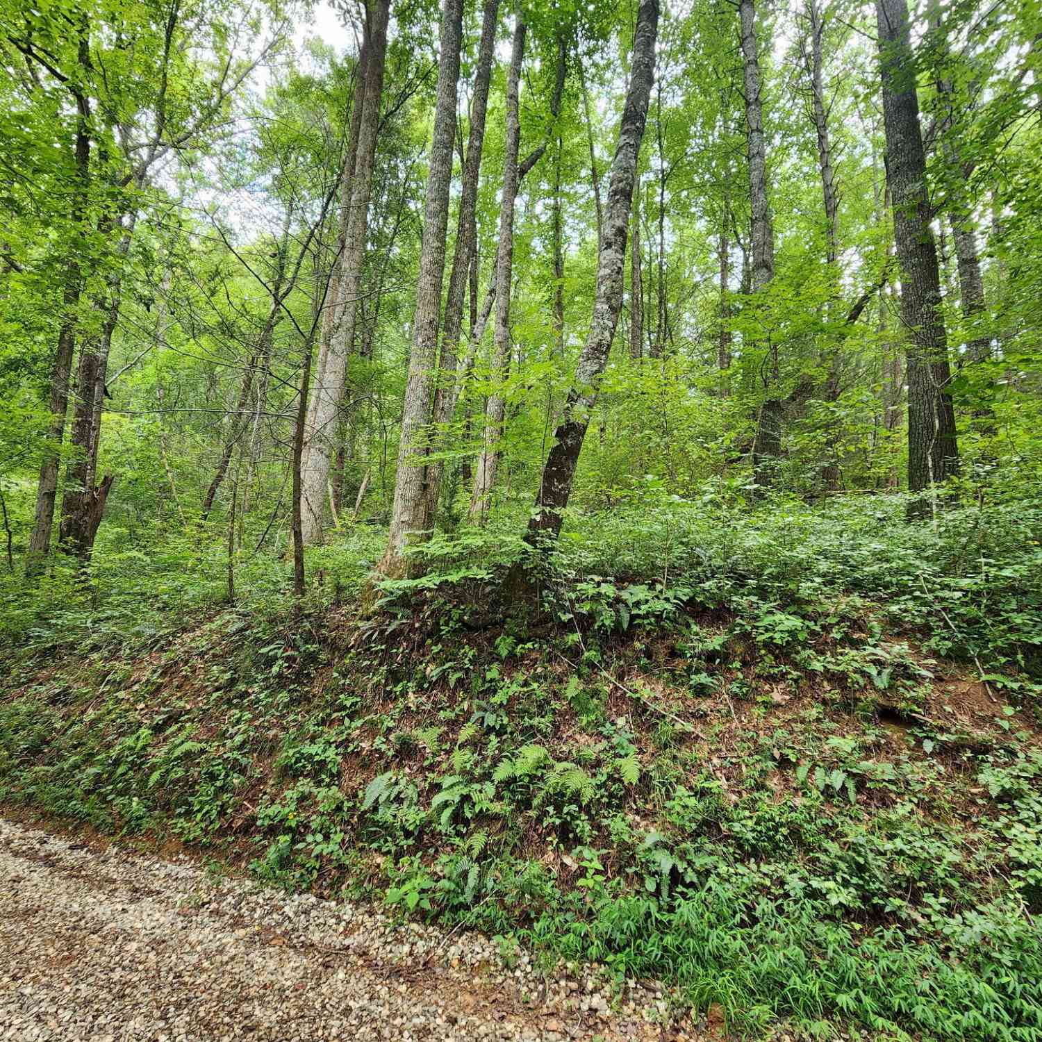 Vacant Land For Sale - TRACT 2B Poplar Cove Trail<br/> Suches, GA 30572