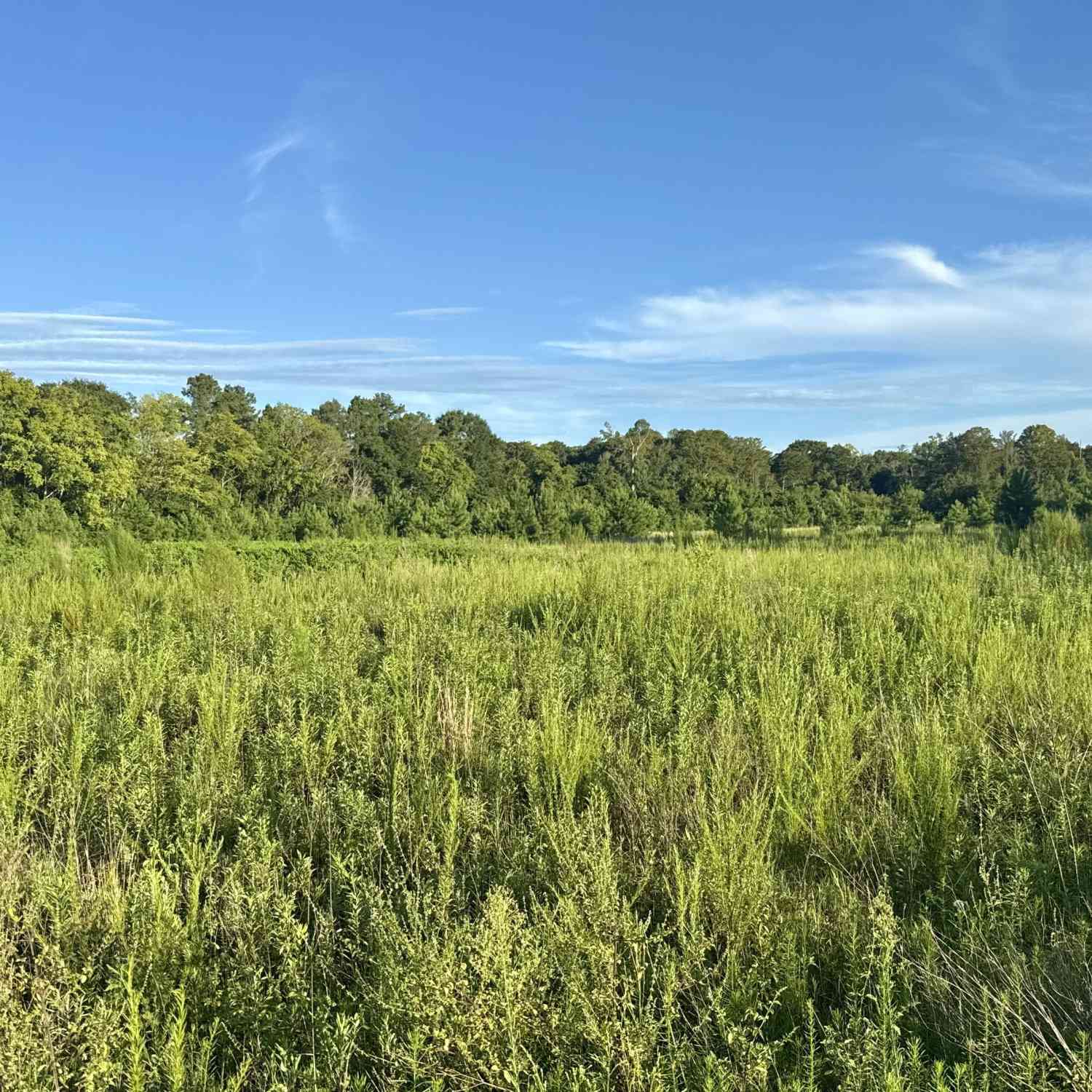 Vacant Land For Sale - Hwy 62<br/> Early County, Blakely, GA 39823