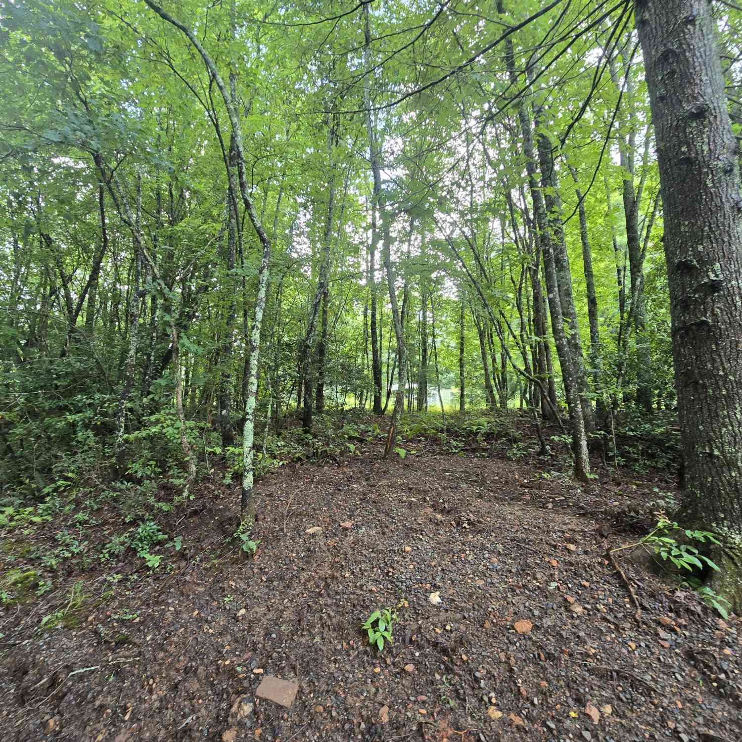 Vacant Land For Sale - 395 Payne Road<br/> Fannin County, Mc Caysville, GA 30555
