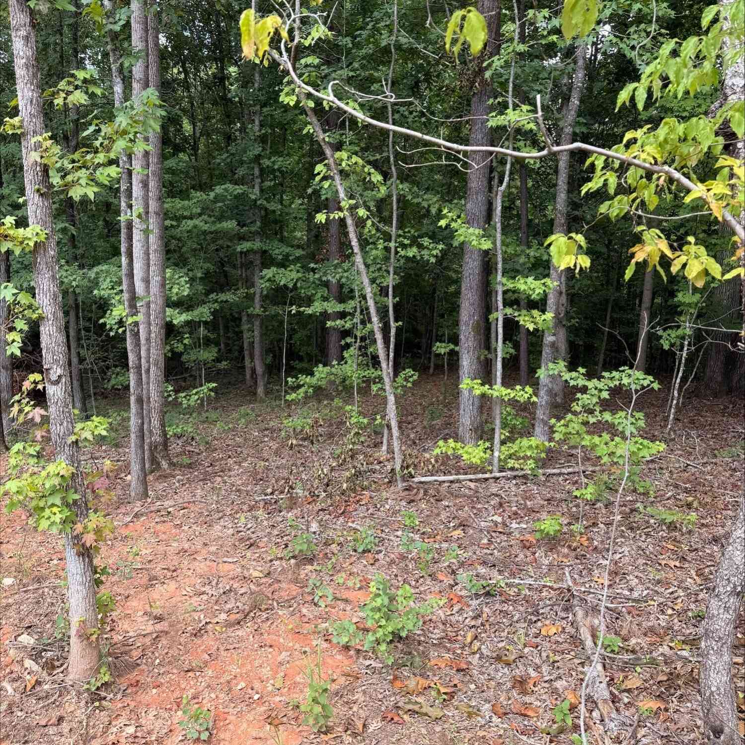 Vacant Land For Sale - 1270 Cunningham Road<br/> Greene County, Greensboro, GA 30642