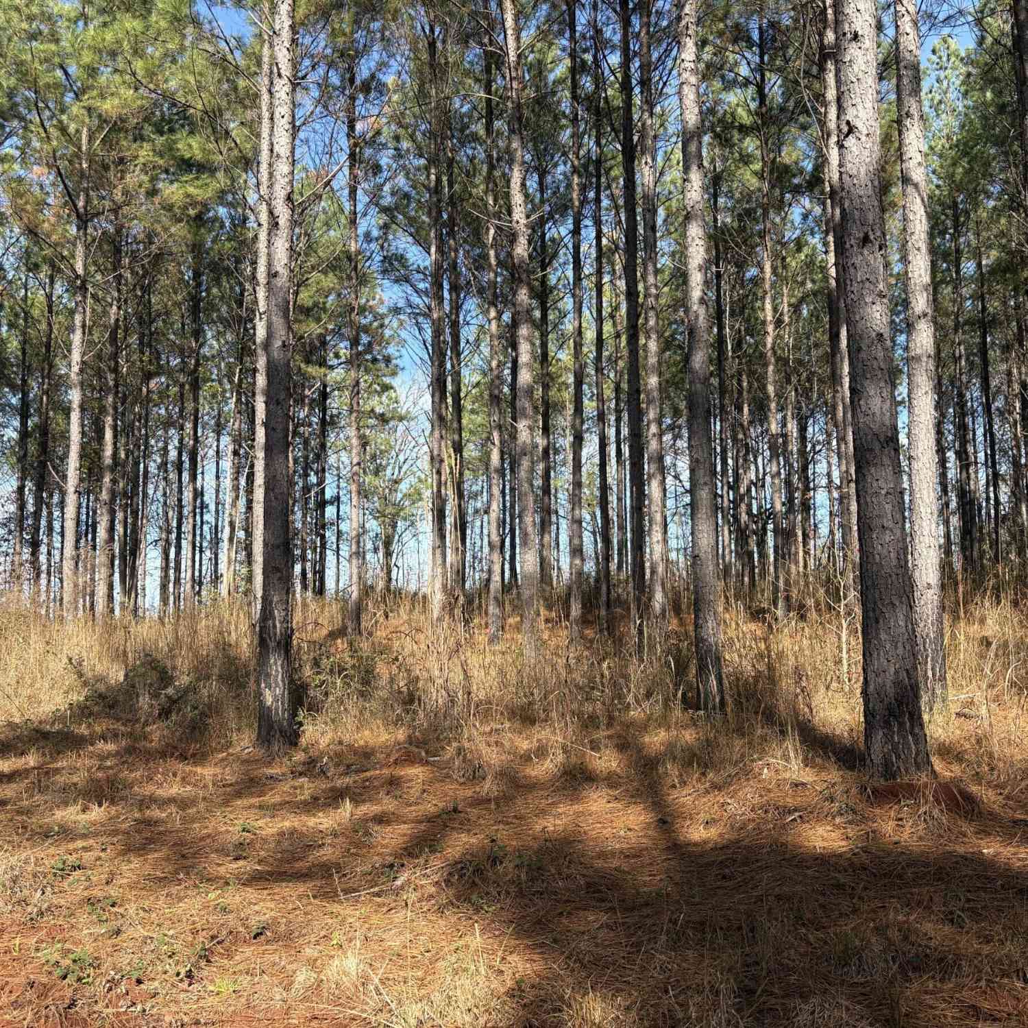 Vacant Land For Sale - T2 Old Zebulon Road<br/> Forsyth, GA 31029