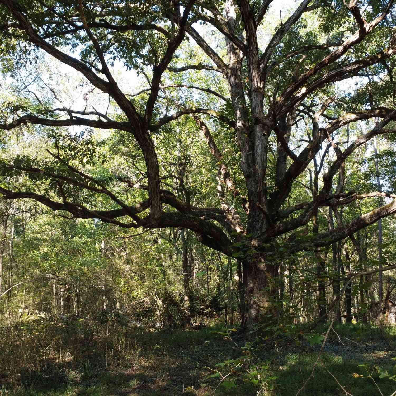 Vacant Land For Sale - Holiness Campground Road<br/> Cleveland, GA 30528