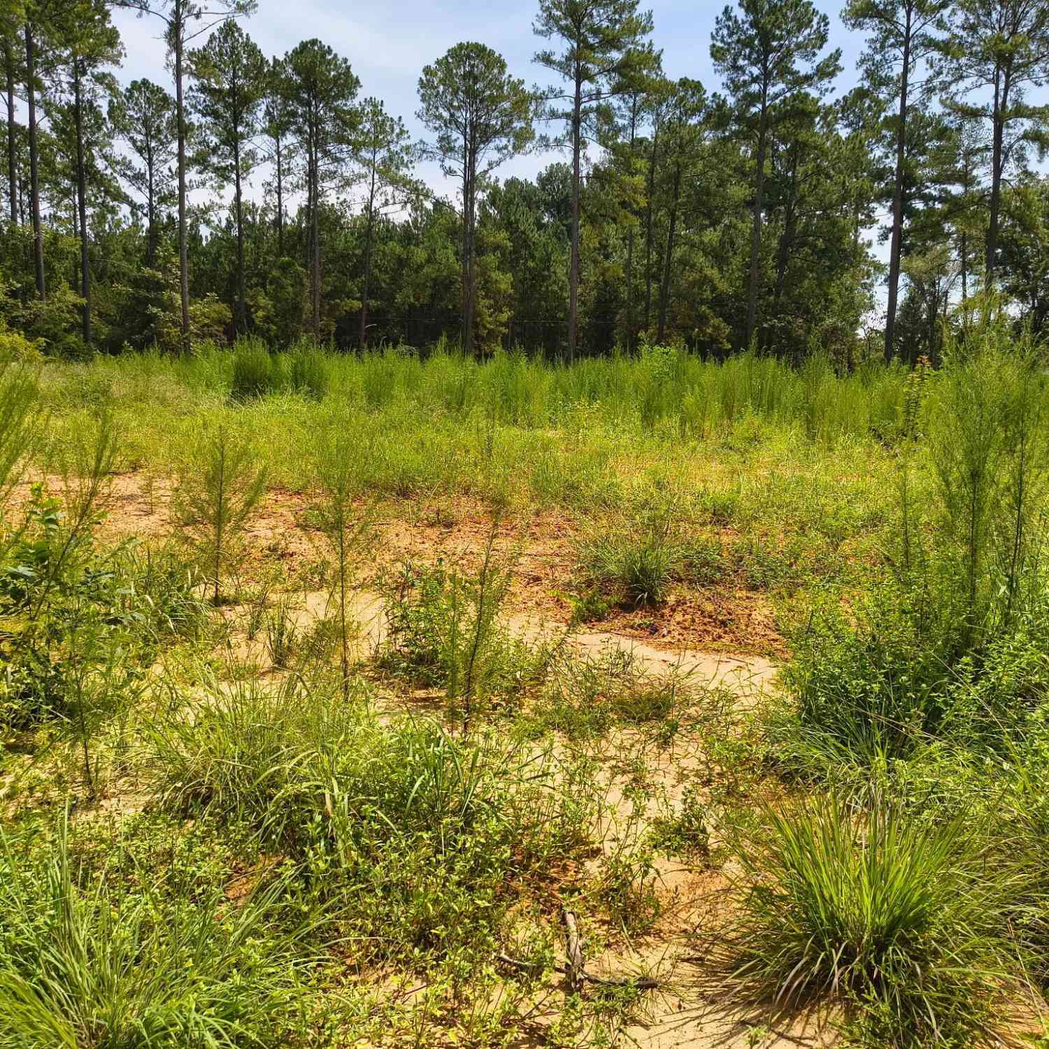 Vacant Land For Sale - Mosley Bridge Road<br/> Claxton, GA 30417