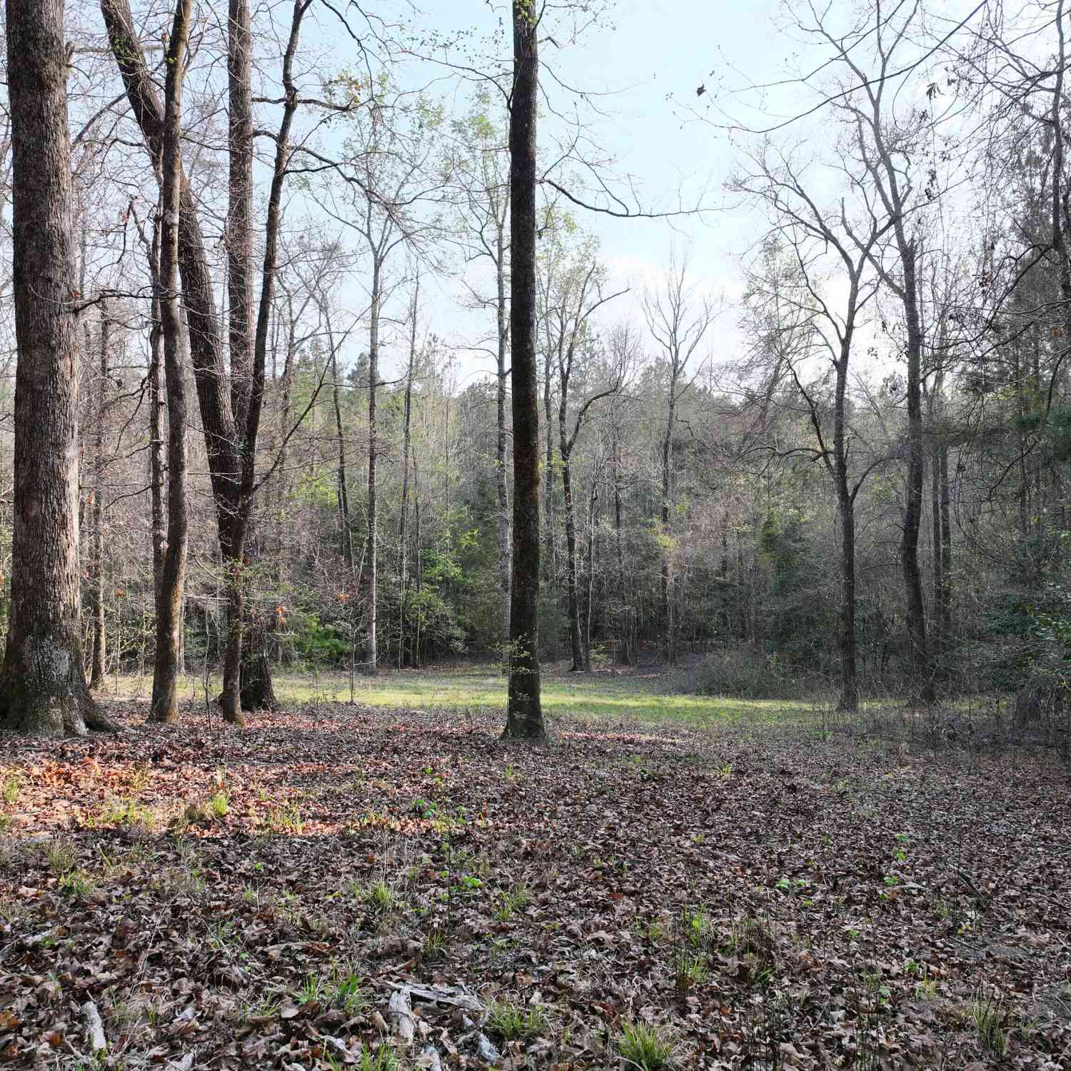 Vacant Land For Sale - 195 County Line Road<br/> Lumpkin, GA 31815