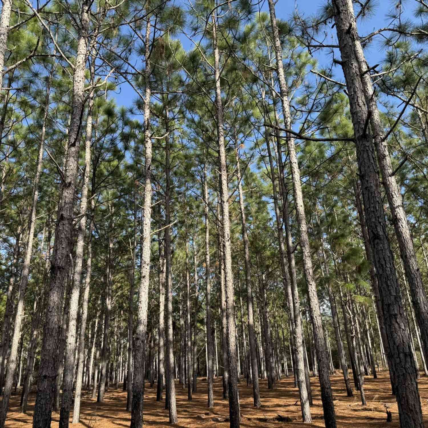 Vacant Land For Sale - 006 State Route 45<br/> Plains, GA 31780