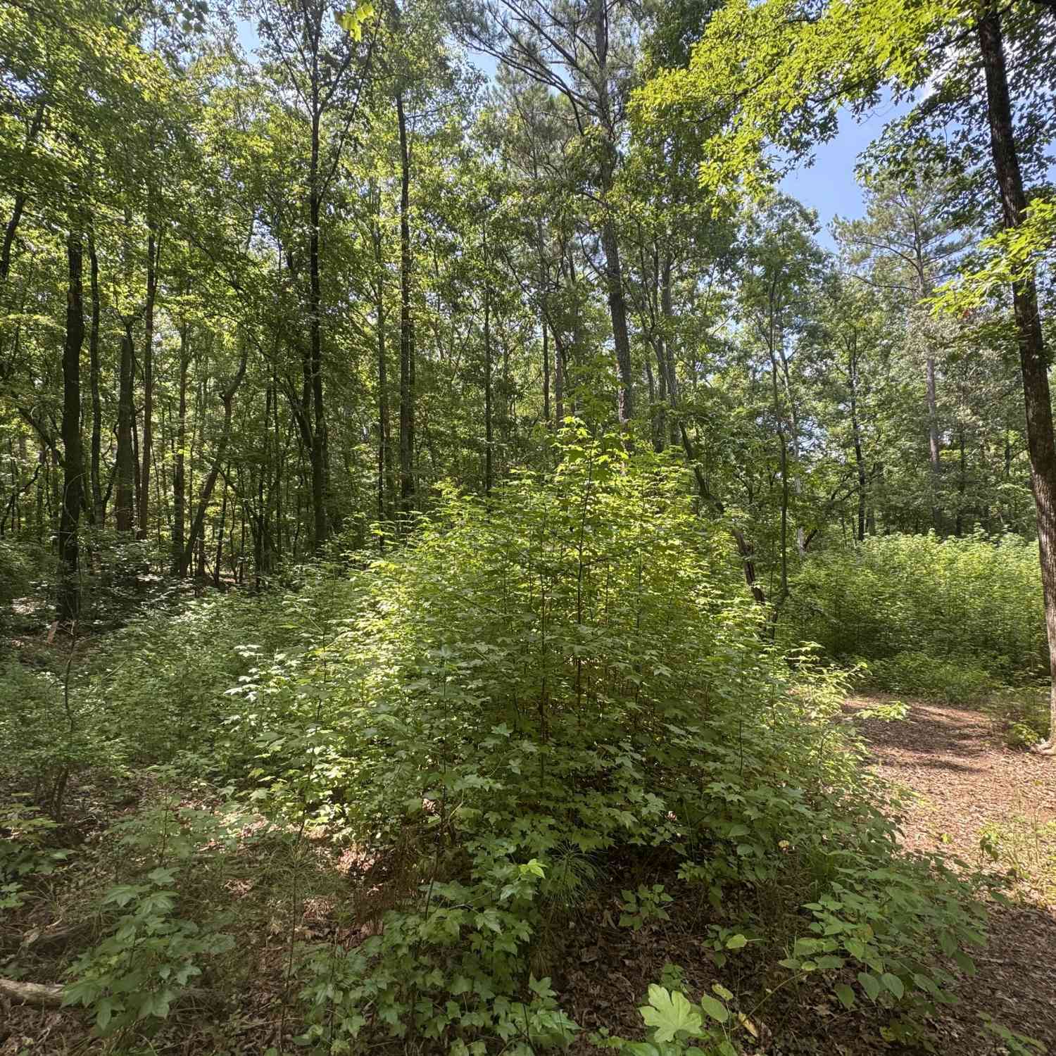 Vacant Land For Sale - 2996 Stokes Store Road<br/> Forsyth, GA 31029