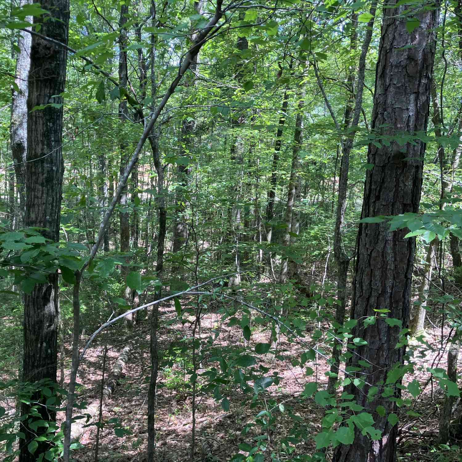 Vacant Land For Sale - 2.03 AC Johnson Mill Road<br/> Hamilton, GA 31811