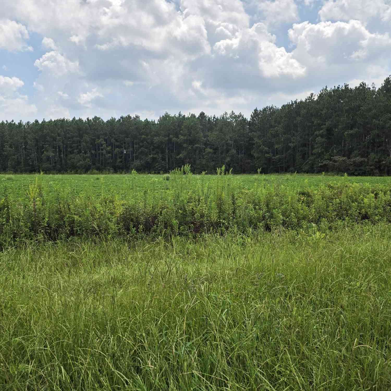 Vacant Land For Sale - Roy And Blanche Hulett Road #7<br/> Fitzgerald, GA 31750