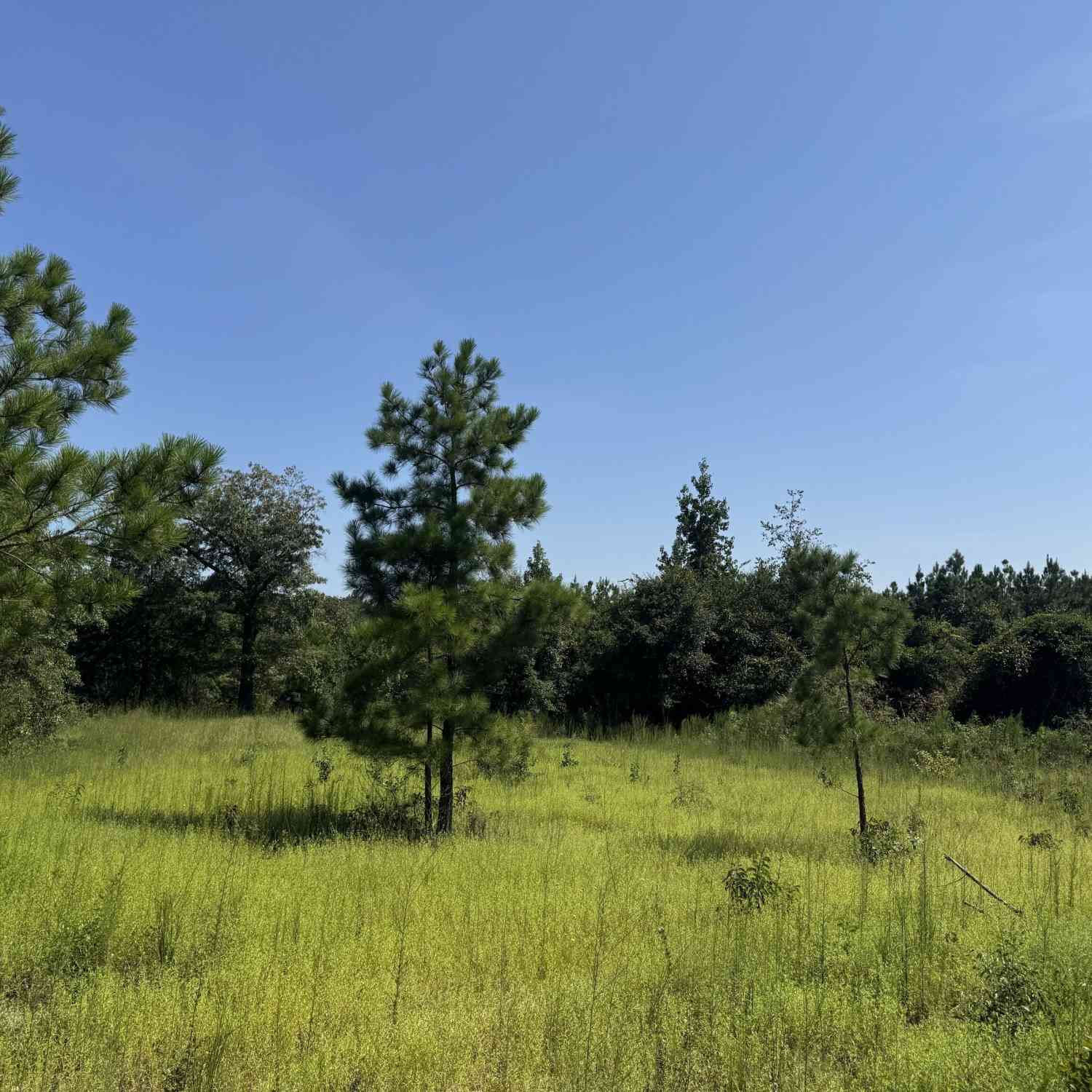 Vacant Land For Sale - 19.521 AC Herman Bell Road<br/> Mauk, GA 31058