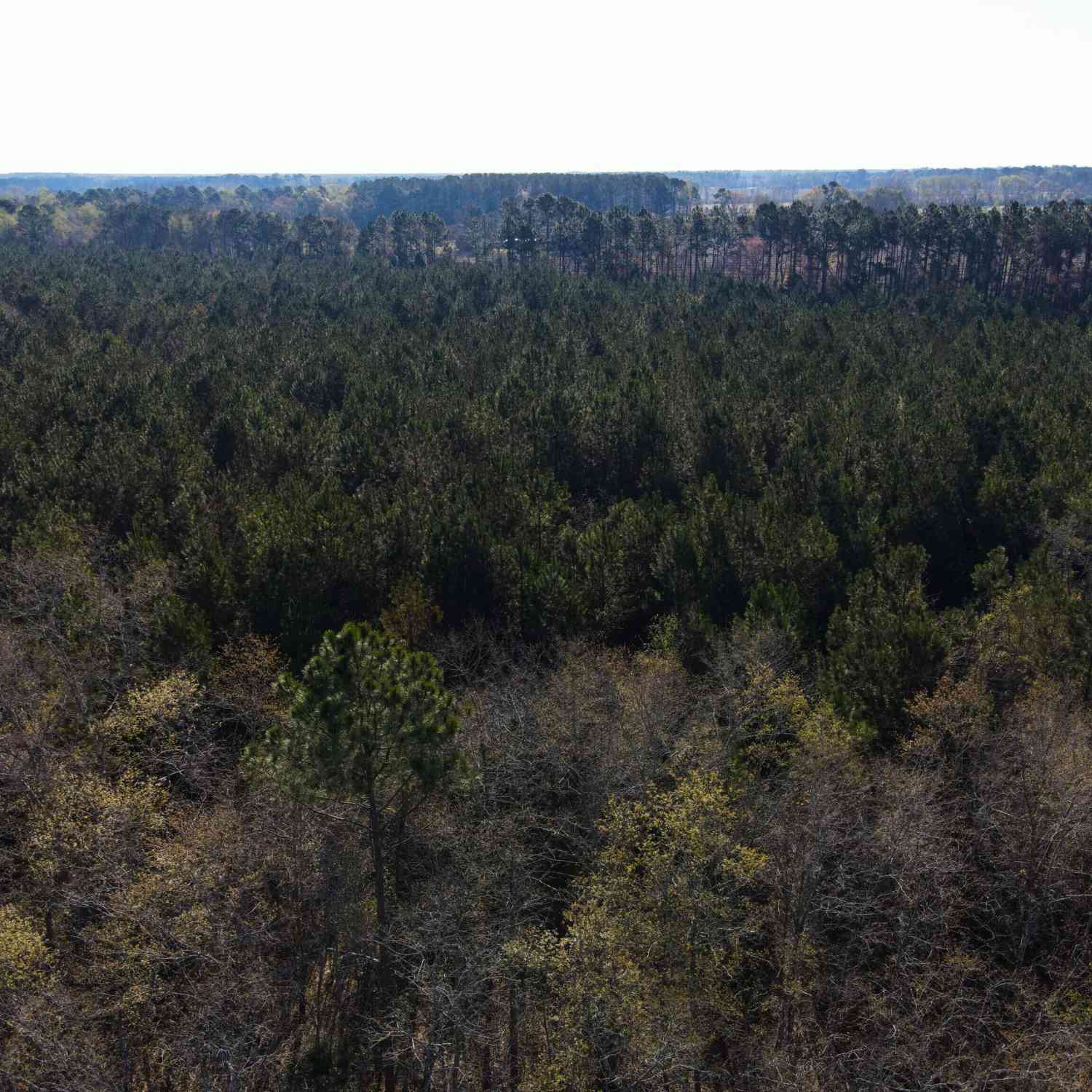 Vacant Land For Sale - Clifton Road<br/> Statesboro, GA 30458