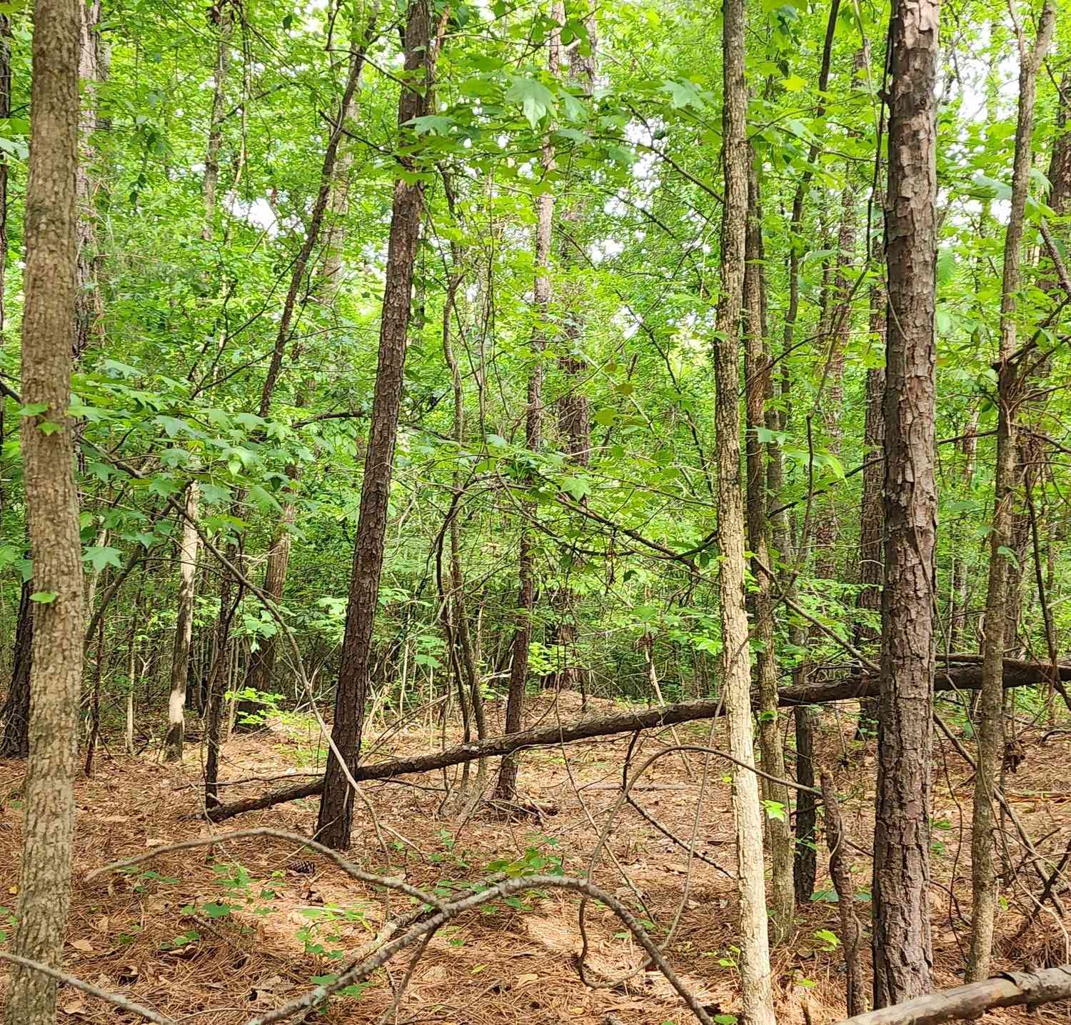 Vacant Land For Sale - Rabbit Farm Road<br/> Loganville, GA 30052