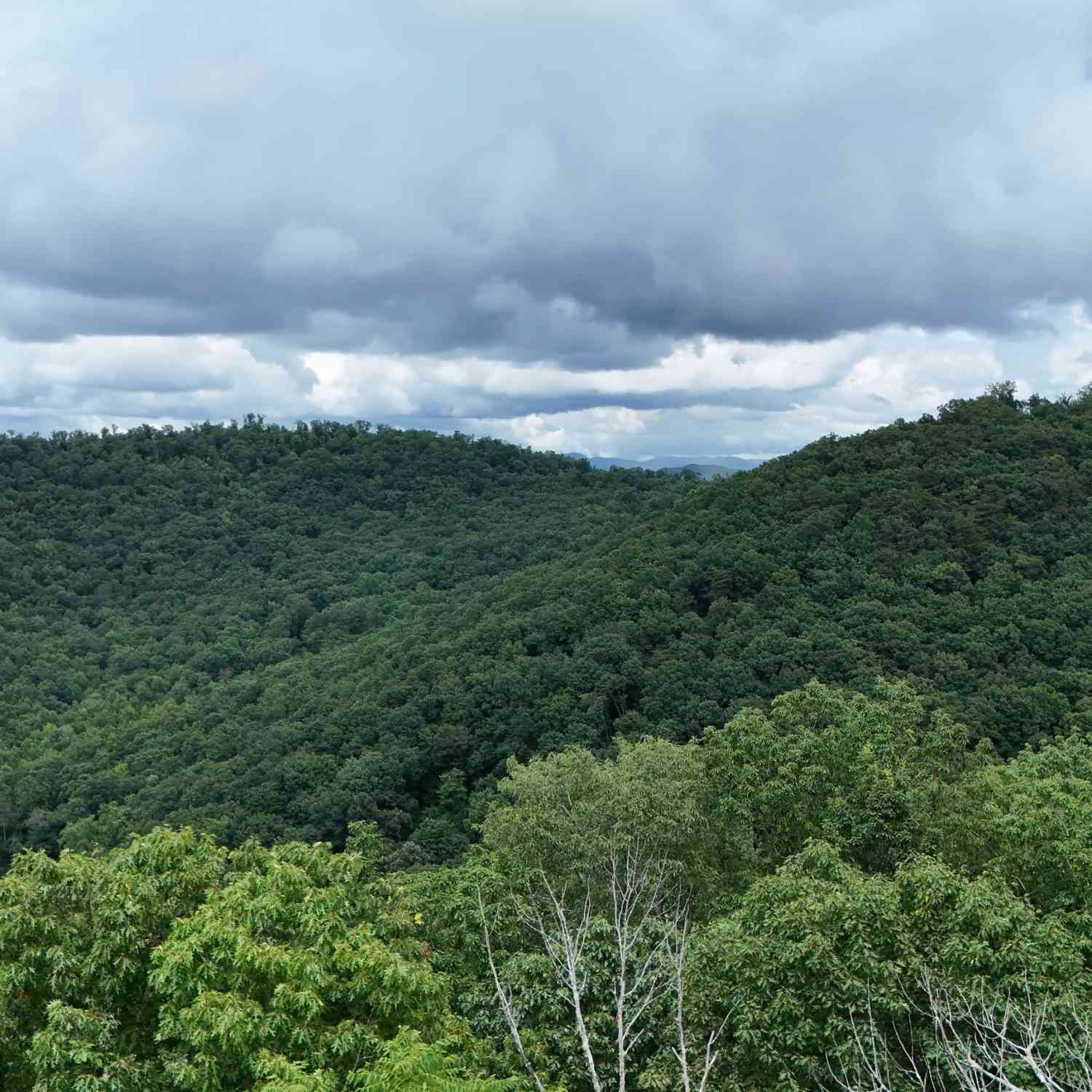 Vacant Land For Sale - LOT 253 Stone Cliff Drive<br/> Ellijay, GA 30536