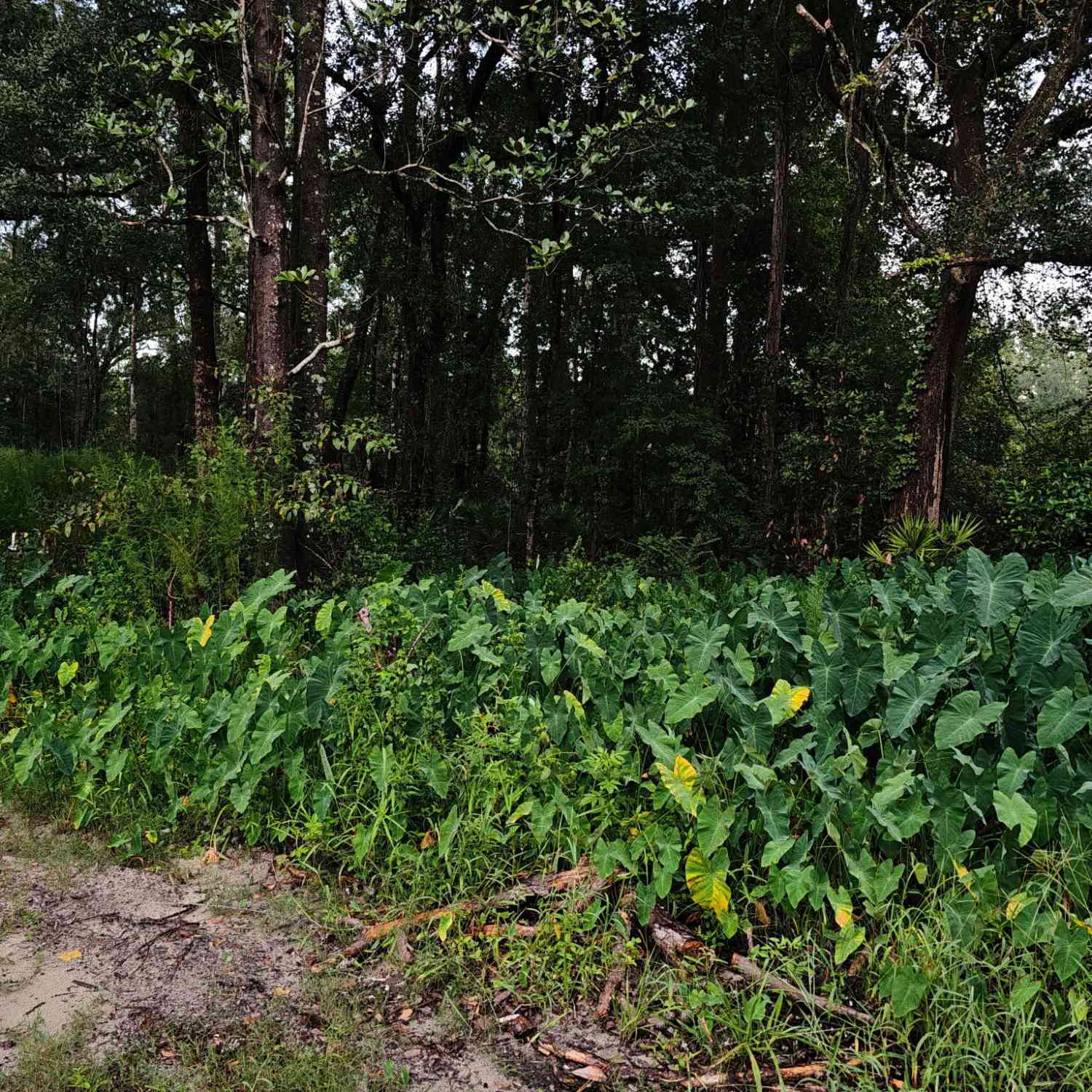 Vacant Land For Sale - 373 Carl Burney Road<br/> Hortense, GA 31543