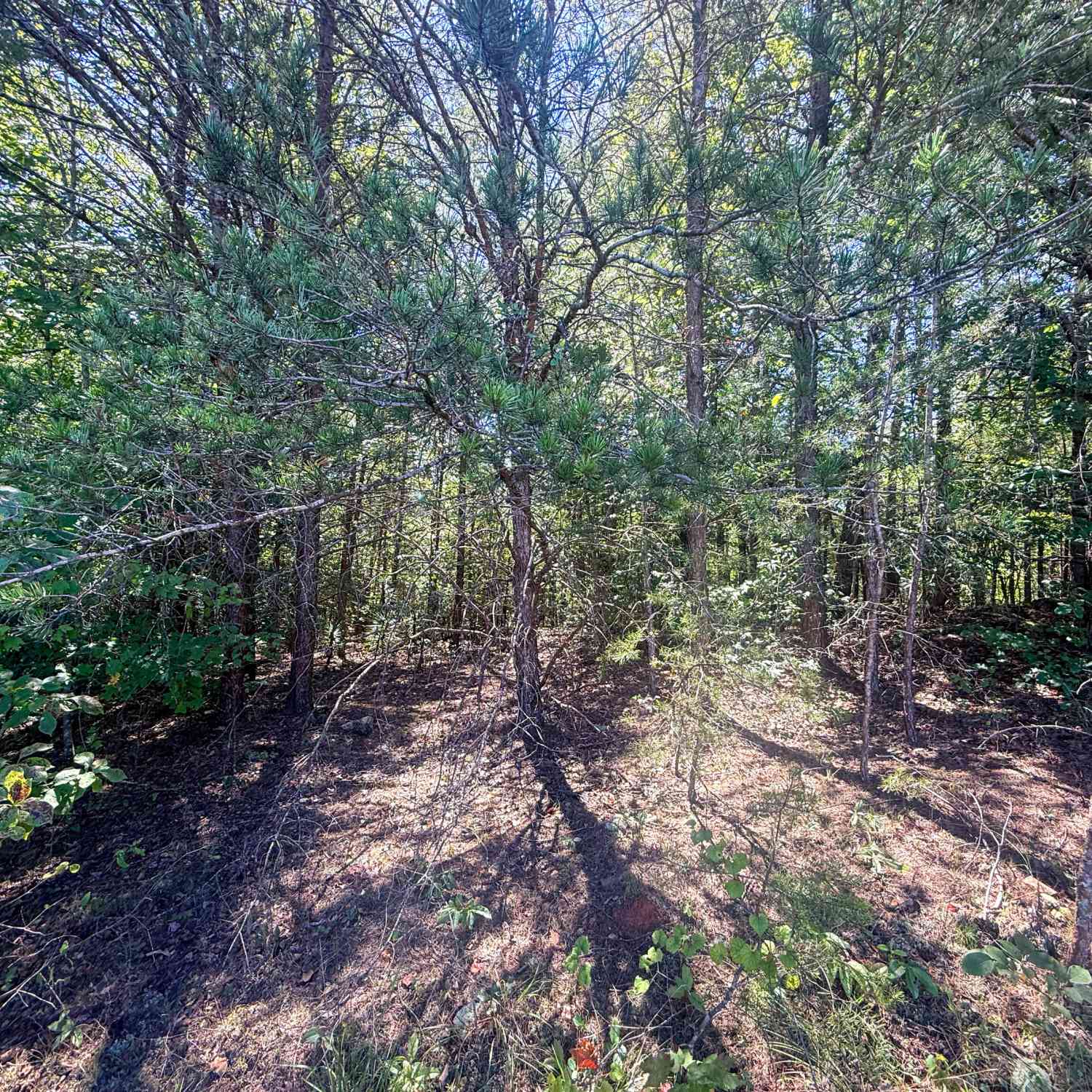 Vacant Land For Sale - TRACT 2 Sunshine Ridge Dr<br/> Toccoa, GA 30577