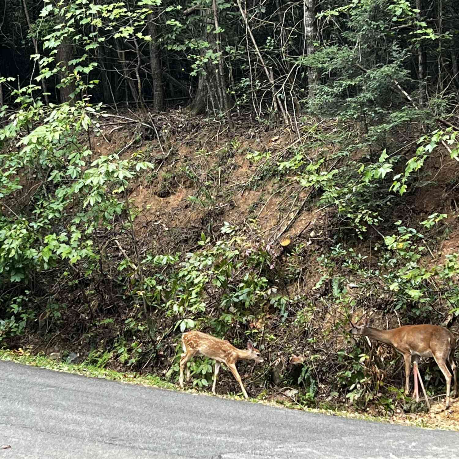 Vacant Land For Sale - 9 Dover Falls Trail<br/> Ellijay, GA 30540