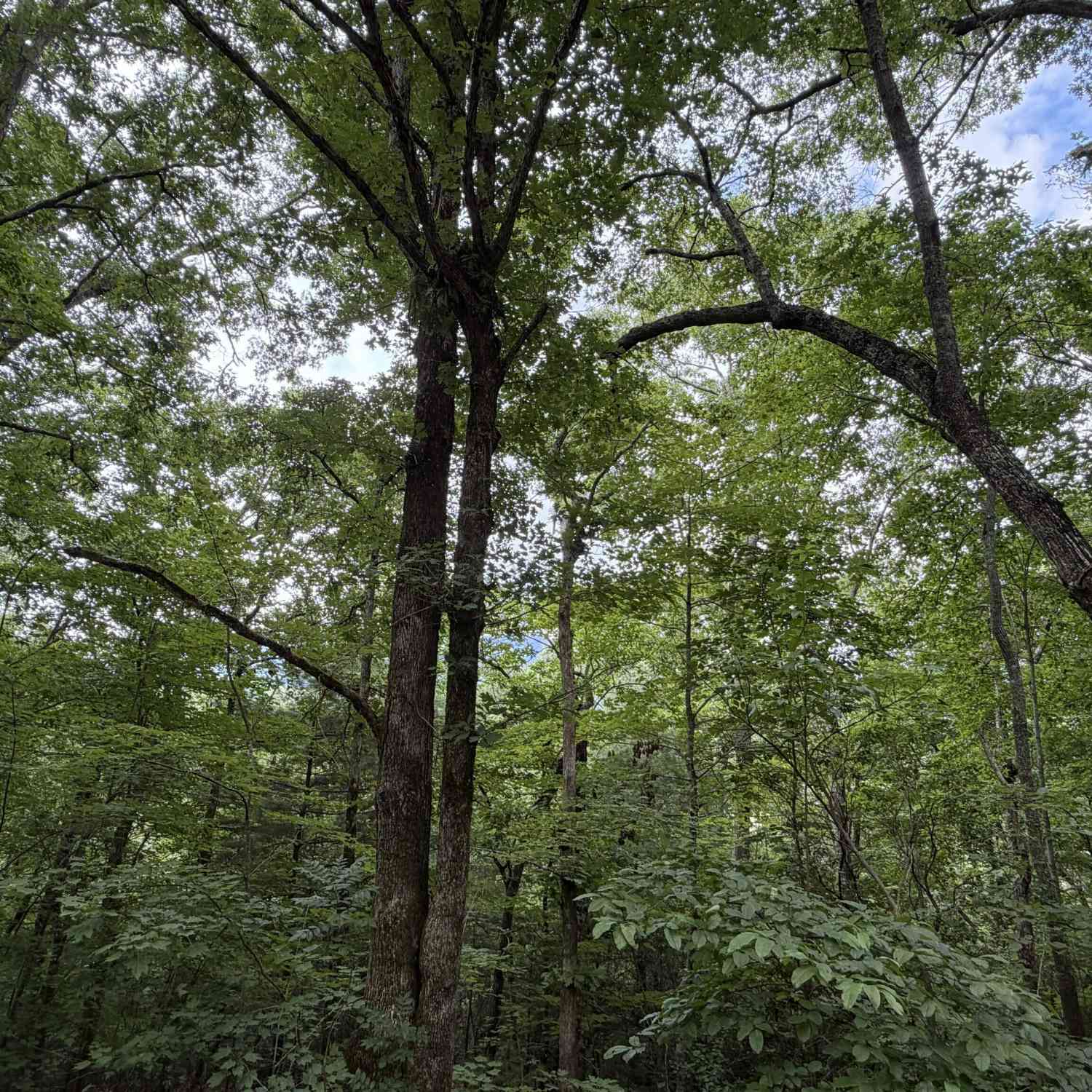 Vacant Land For Sale - 4.63 Twiggs Road<br/> Hiawassee, GA 30546