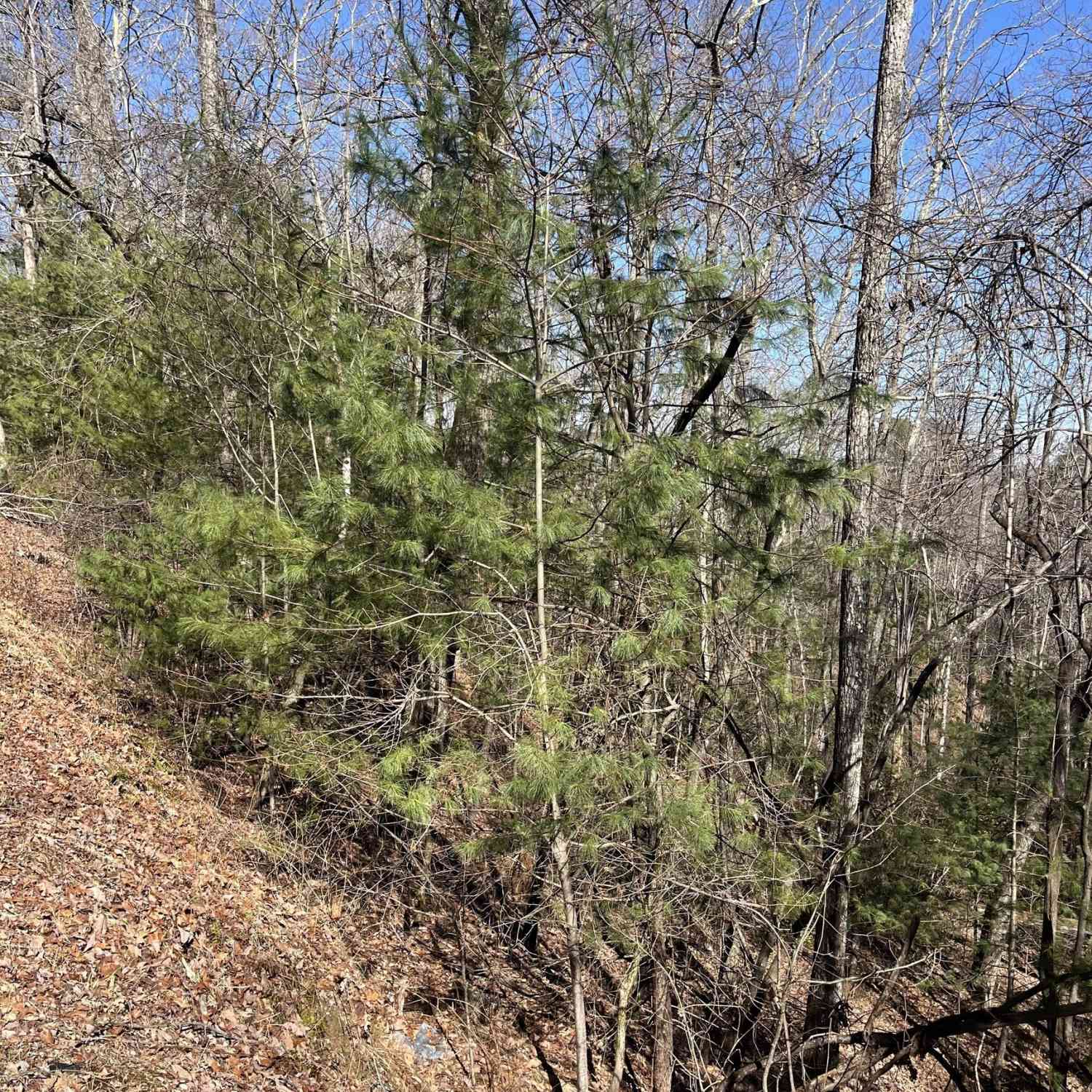 Vacant Land For Sale - Eastman Mtn Road<br/> Rabun County, Tiger, GA 30576