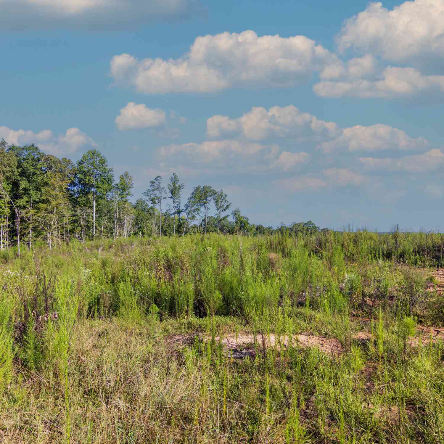 Vacant Land For Sale - TRACT 1 Highway 0036<br/> Woodland, GA 31836