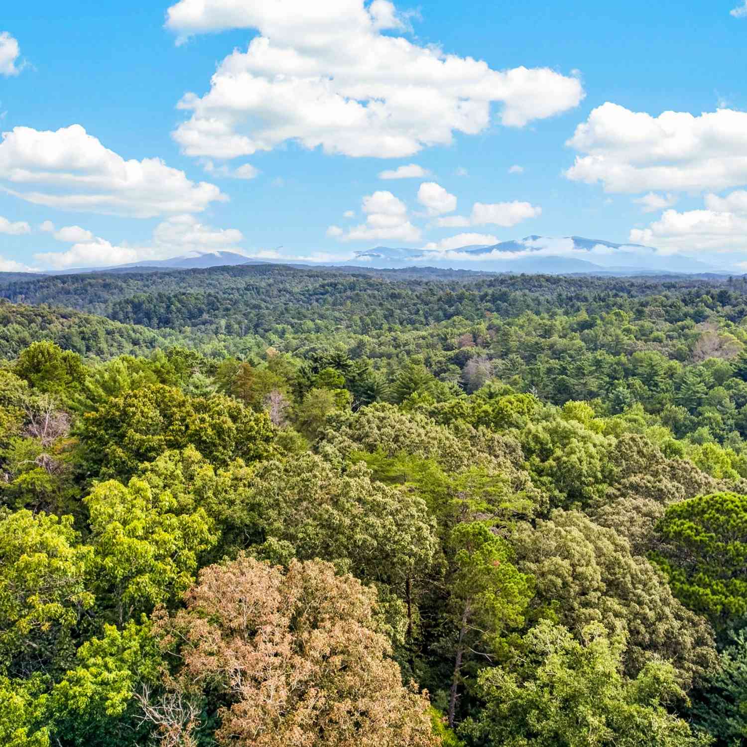 Vacant Land For Sale - LOT 14 Clear Creek Preserve Way<br/> Gilmer County, Ellijay, GA 30536