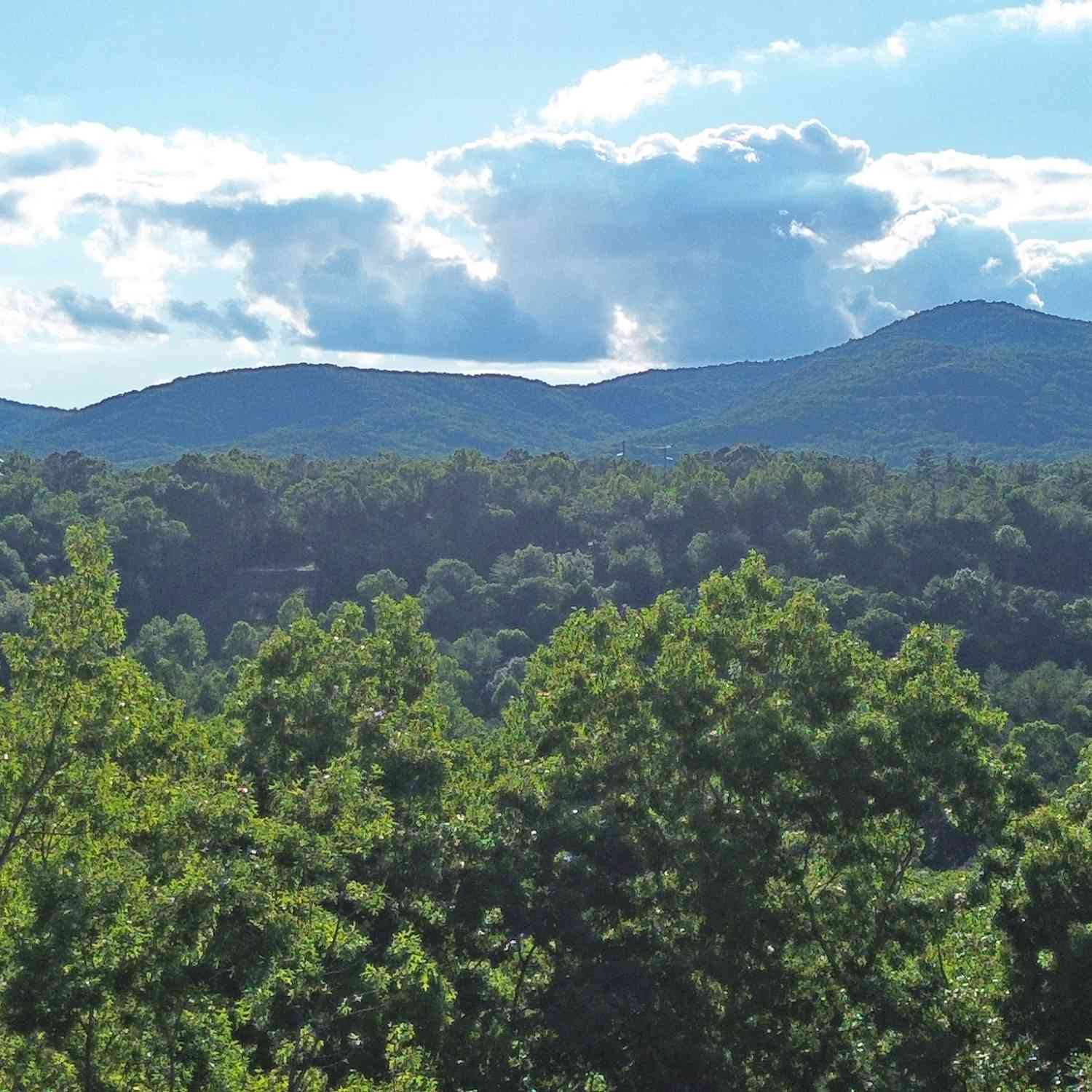 Vacant Land For Sale - LOTS1920 Mt. Springer Road<br/> Gilmer County, Ellijay, GA 30540