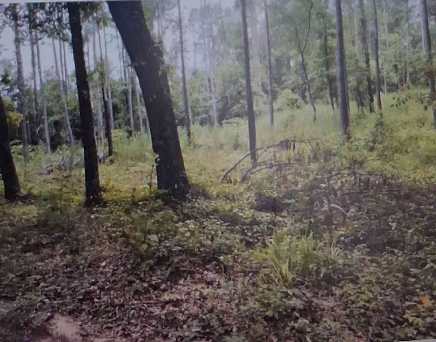 Vacant Land For Sale - 189 NW Morris Stevens Rd<br/> Macon, GA 31217