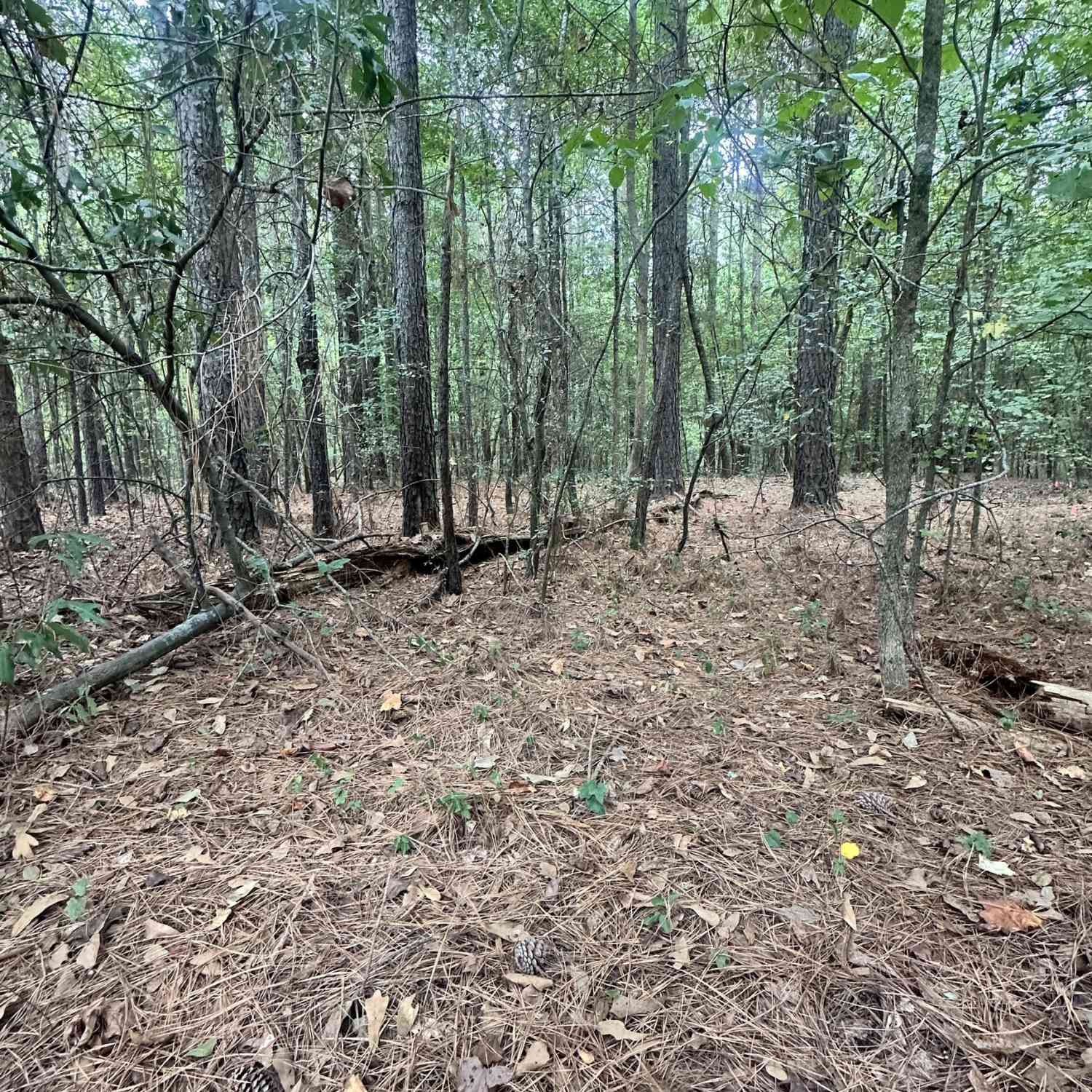 Vacant Land For Sale - 1521 Cordele Road<br/> Elbert County, Bowman, GA 30624