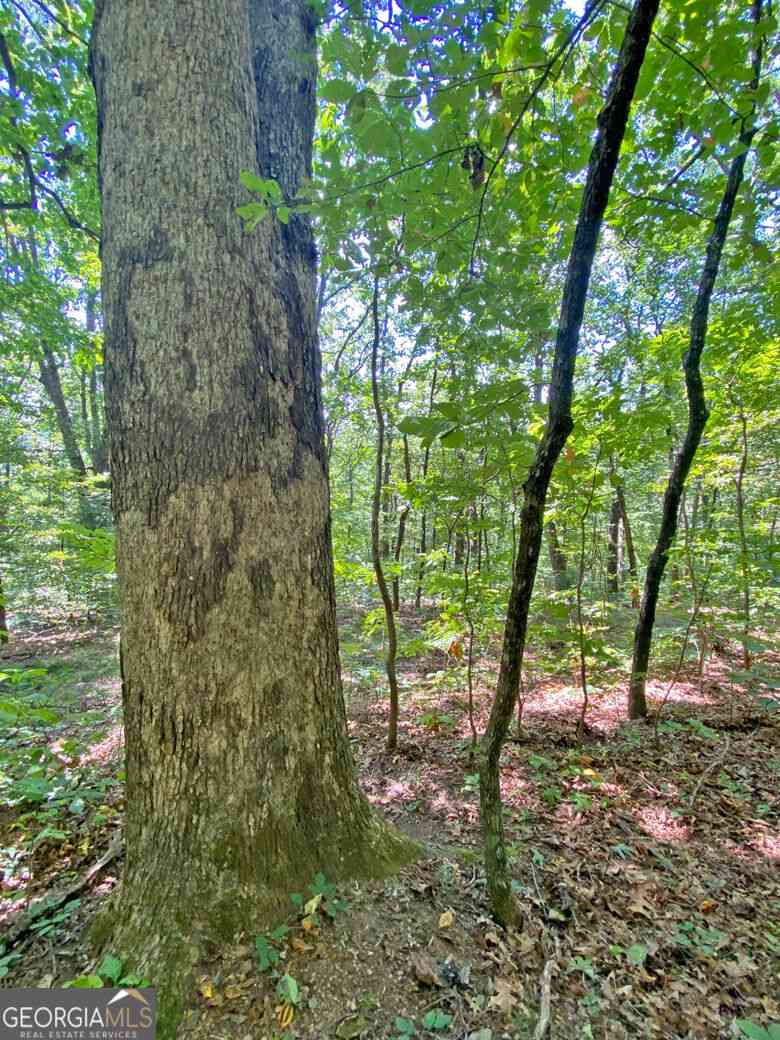Vacant Land For Sale - 4.8AC Sign Board Gap Road<br/> Dahlonega, GA 30533