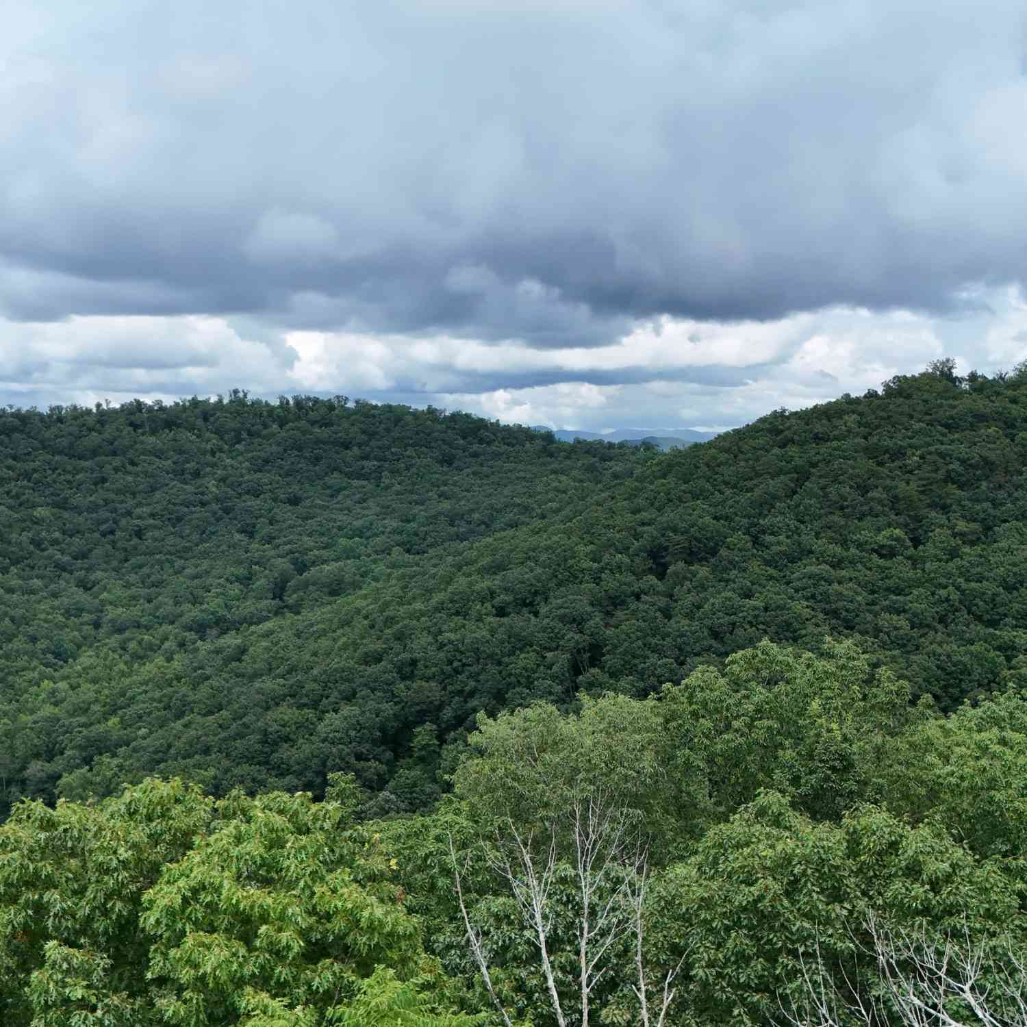 Vacant Land For Sale - LOT 253 Stone Cliff Drive<br/> Ellijay, GA 30536