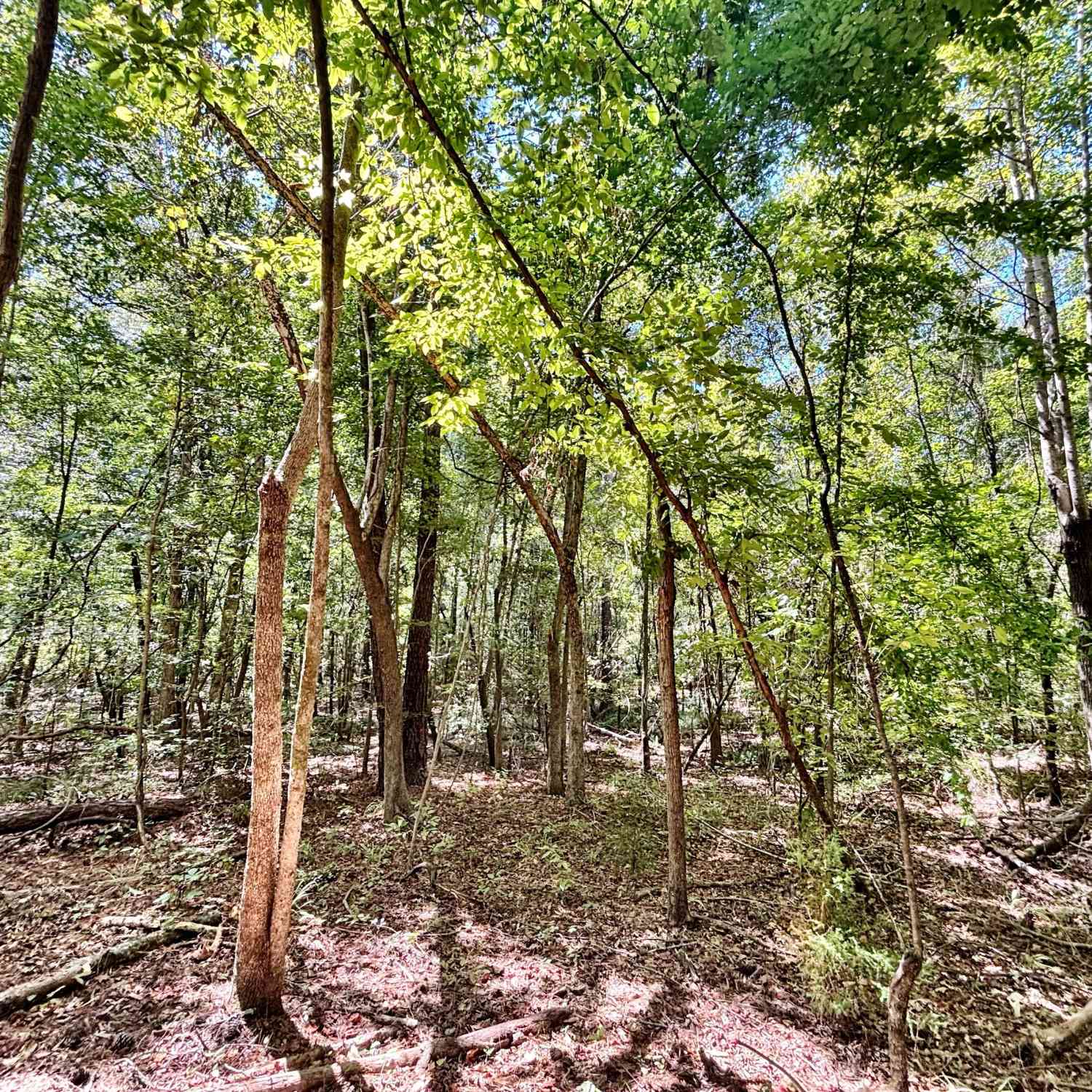 Vacant Land For Sale - Columbus Road<br/> Bibb County, Lizella, GA 31052