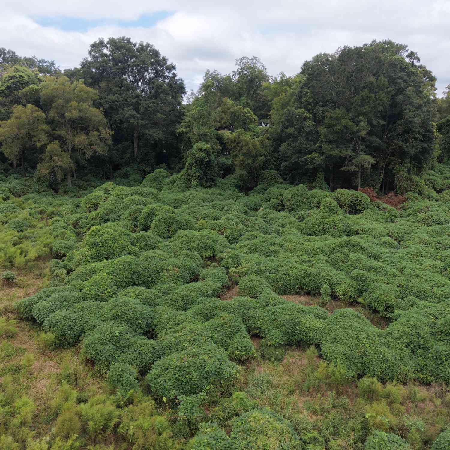 Vacant Land For Sale - 90 Duncan Circle<br/> Jackson County, Commerce, GA 30529