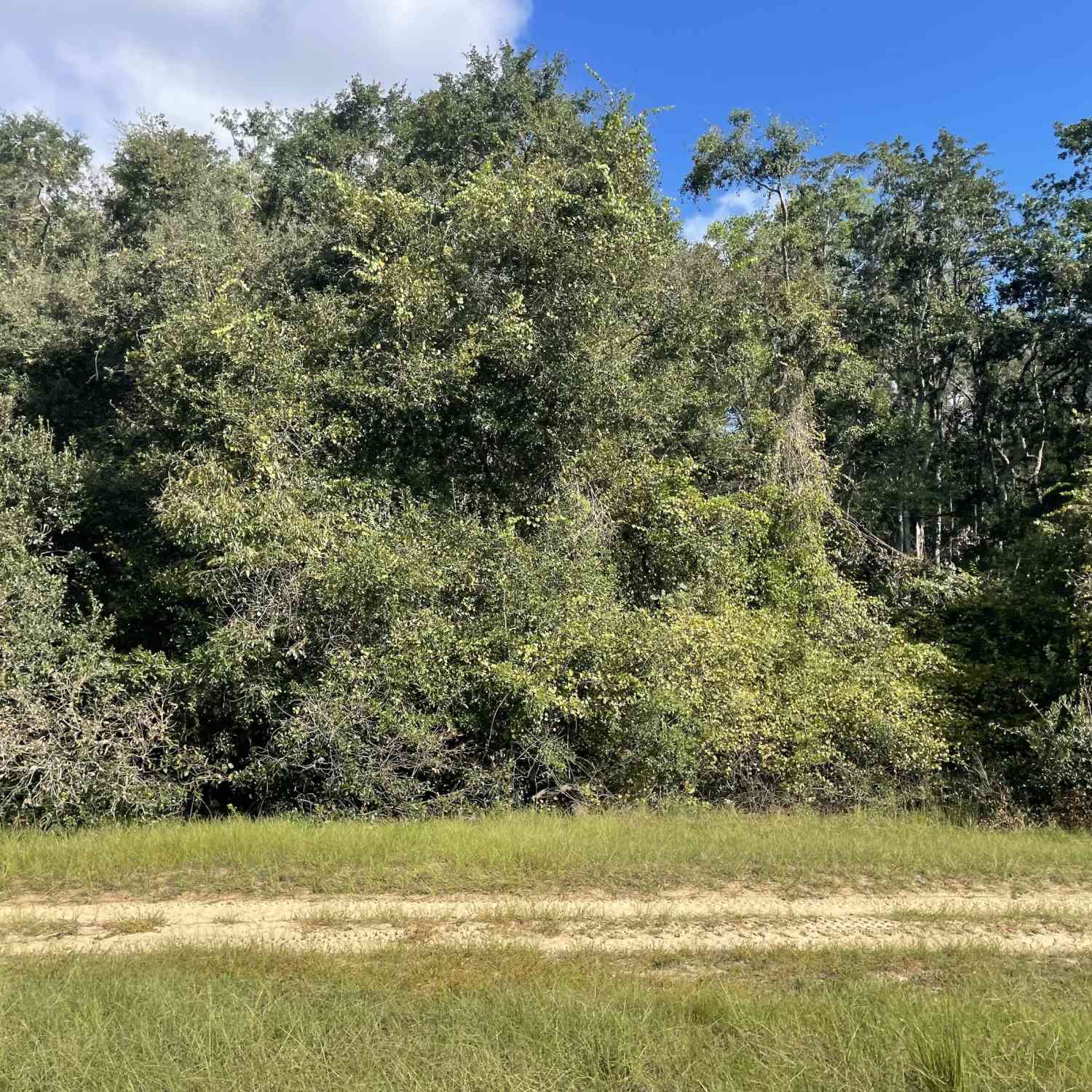 Vacant Land For Sale - 535 Maggies Lake Road NE<br/> Long County, Glennville, GA 30427