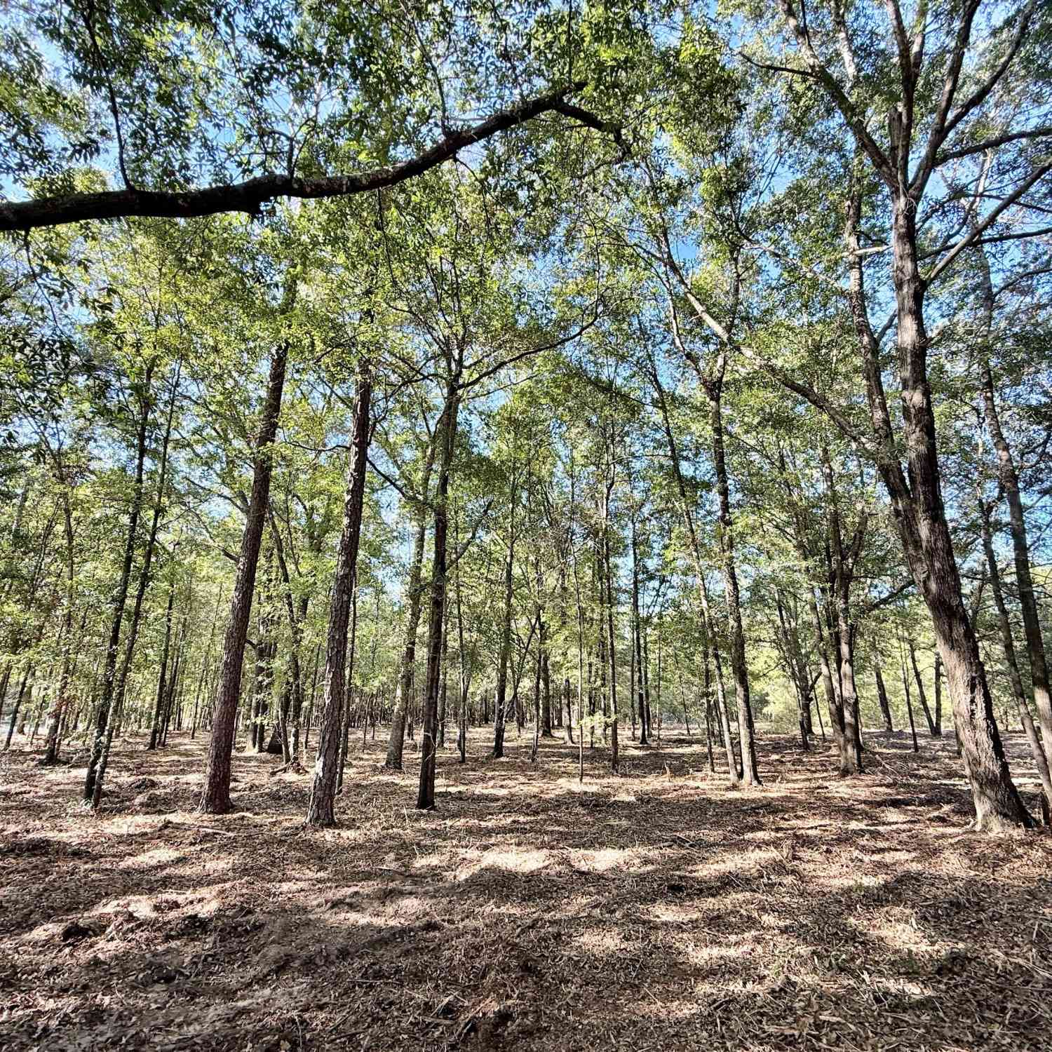 Vacant Land For Sale - 1 Kitchens Road<br/> Twiggs County, Macon, GA 31217