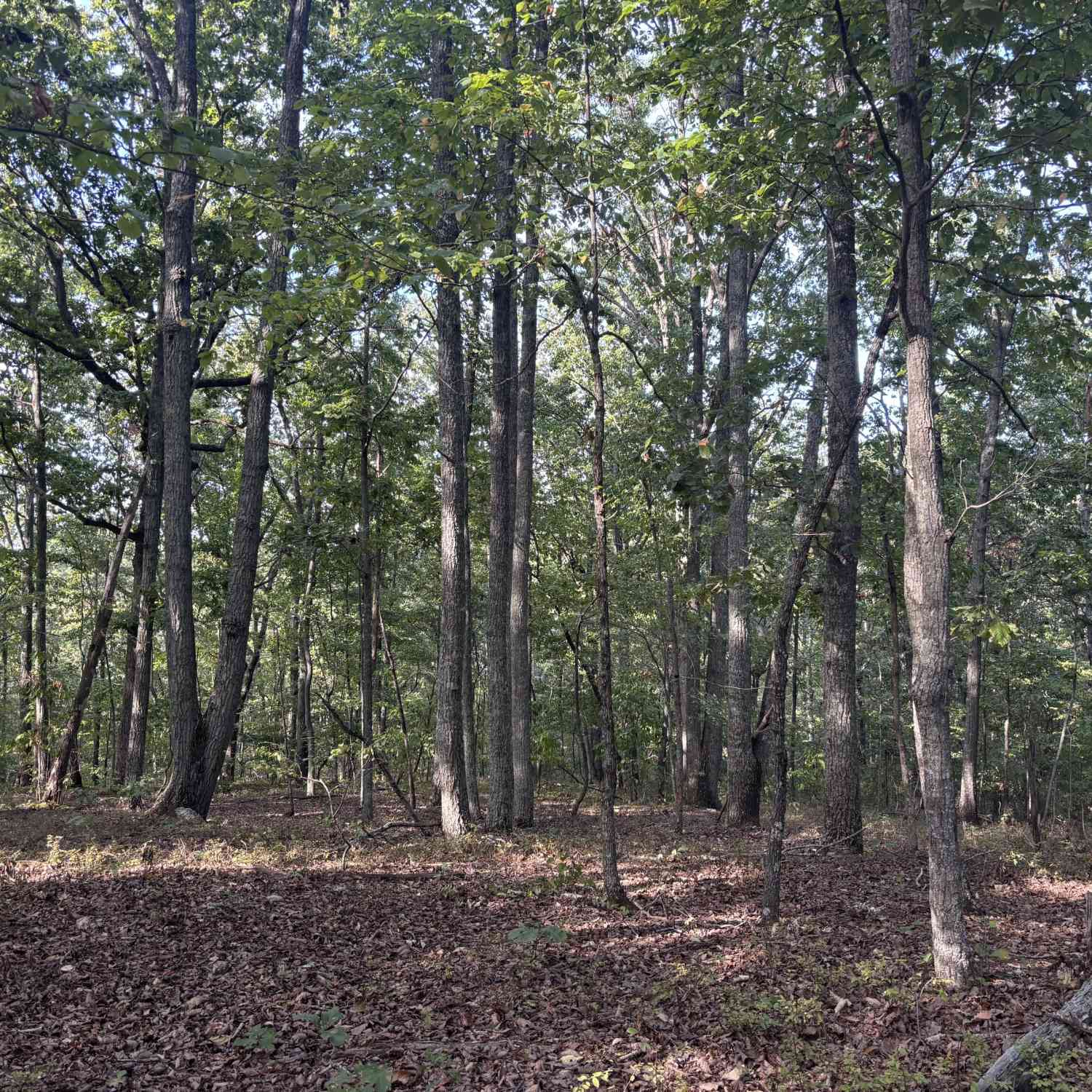 Vacant Land For Sale - Killarney Way<br/> Kingston, GA 30145
