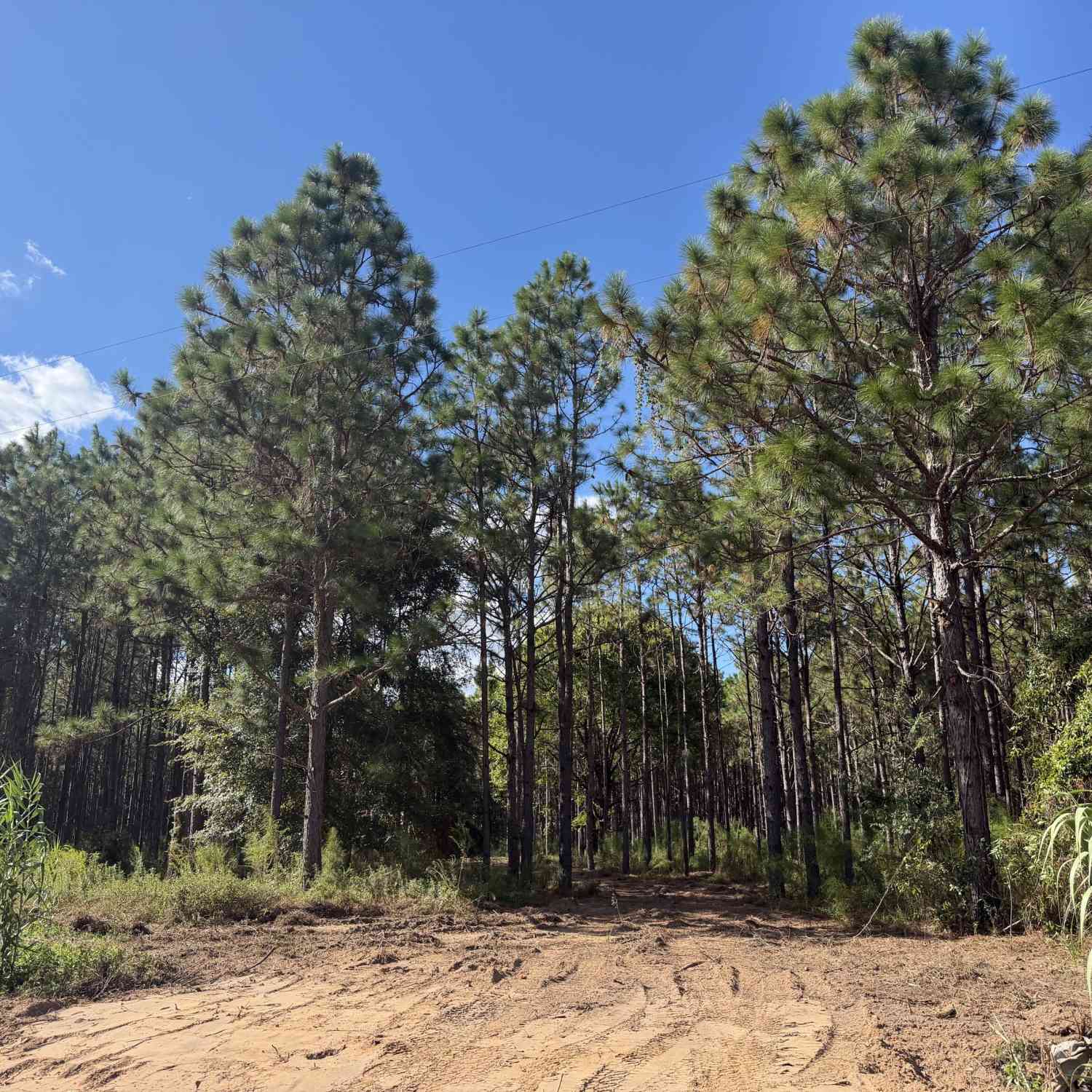 Vacant Land For Sale - 004 Five Bridges Road<br/> Blakely, GA 39823