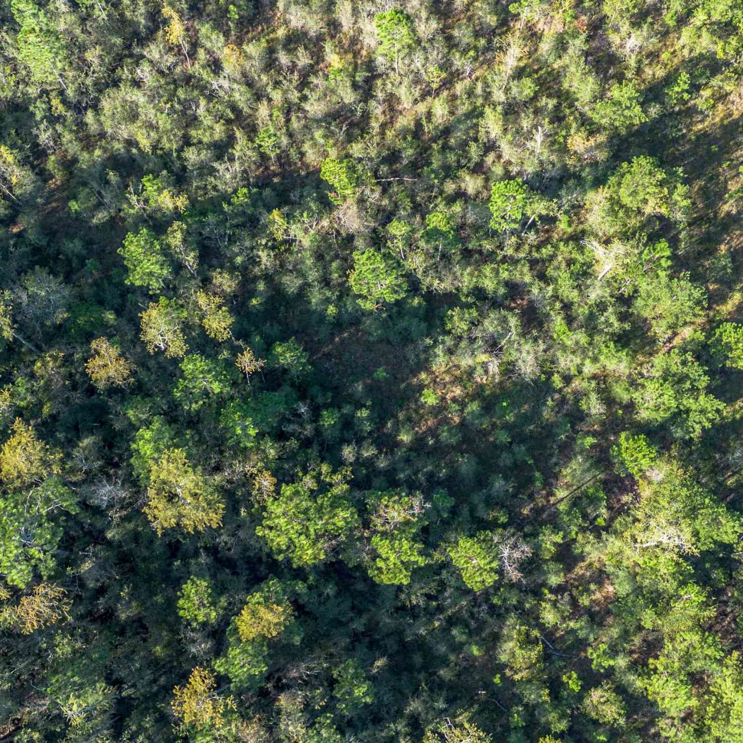Vacant Land For Sale - Us Highway 301<br/> Evans County, Claxton, GA 30417
