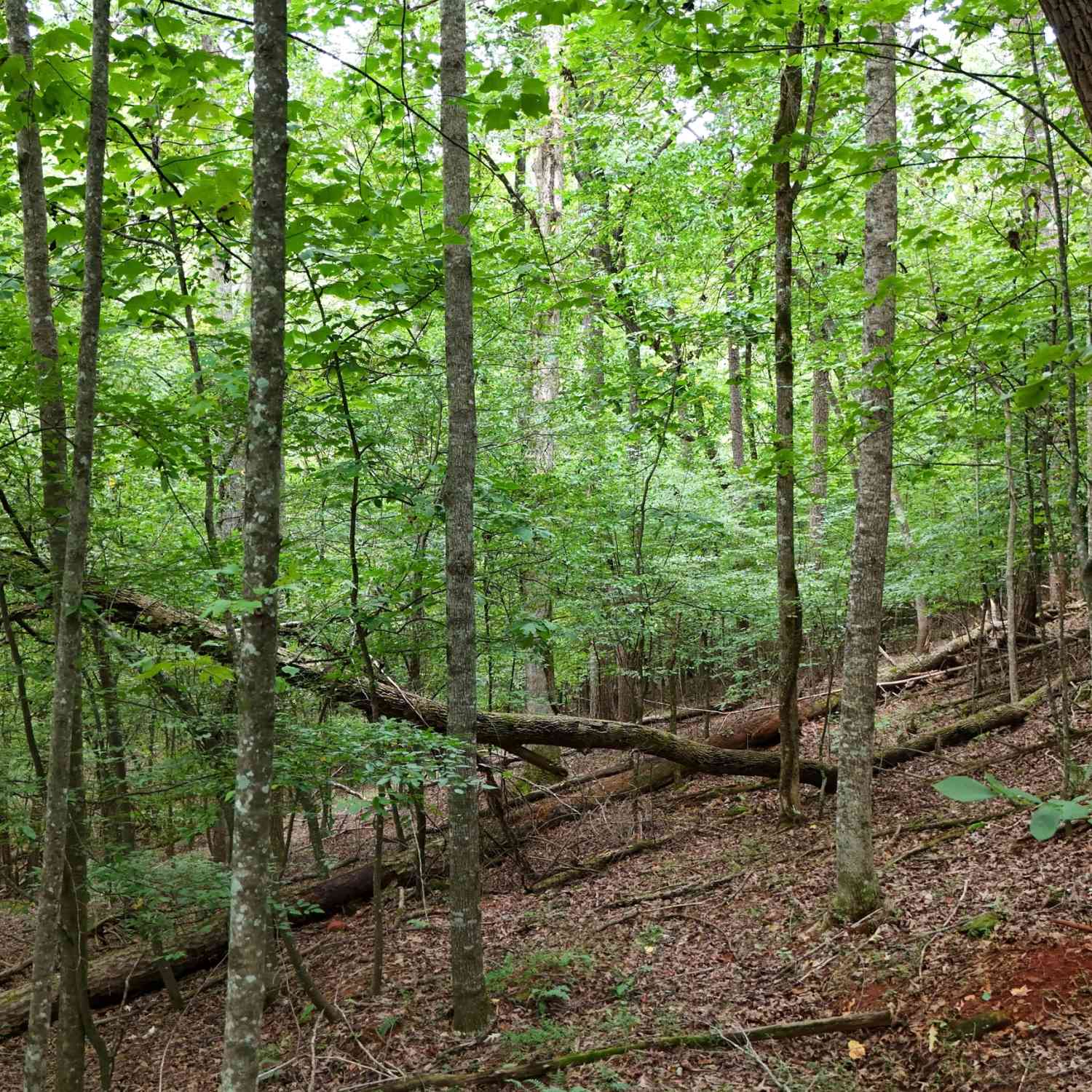 Vacant Land For Sale - LOT 16 Morris Trail<br/> Cleveland, GA 30528