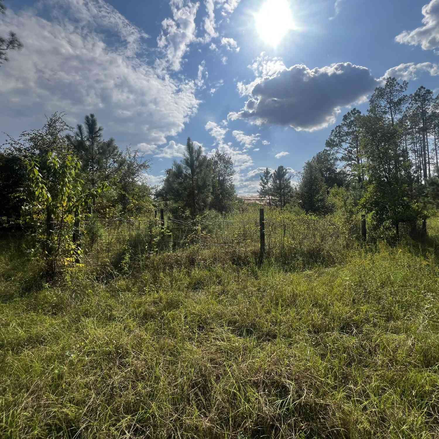Vacant Land For Sale - 3288 New Hope Rd<br/> Odum, GA 31555