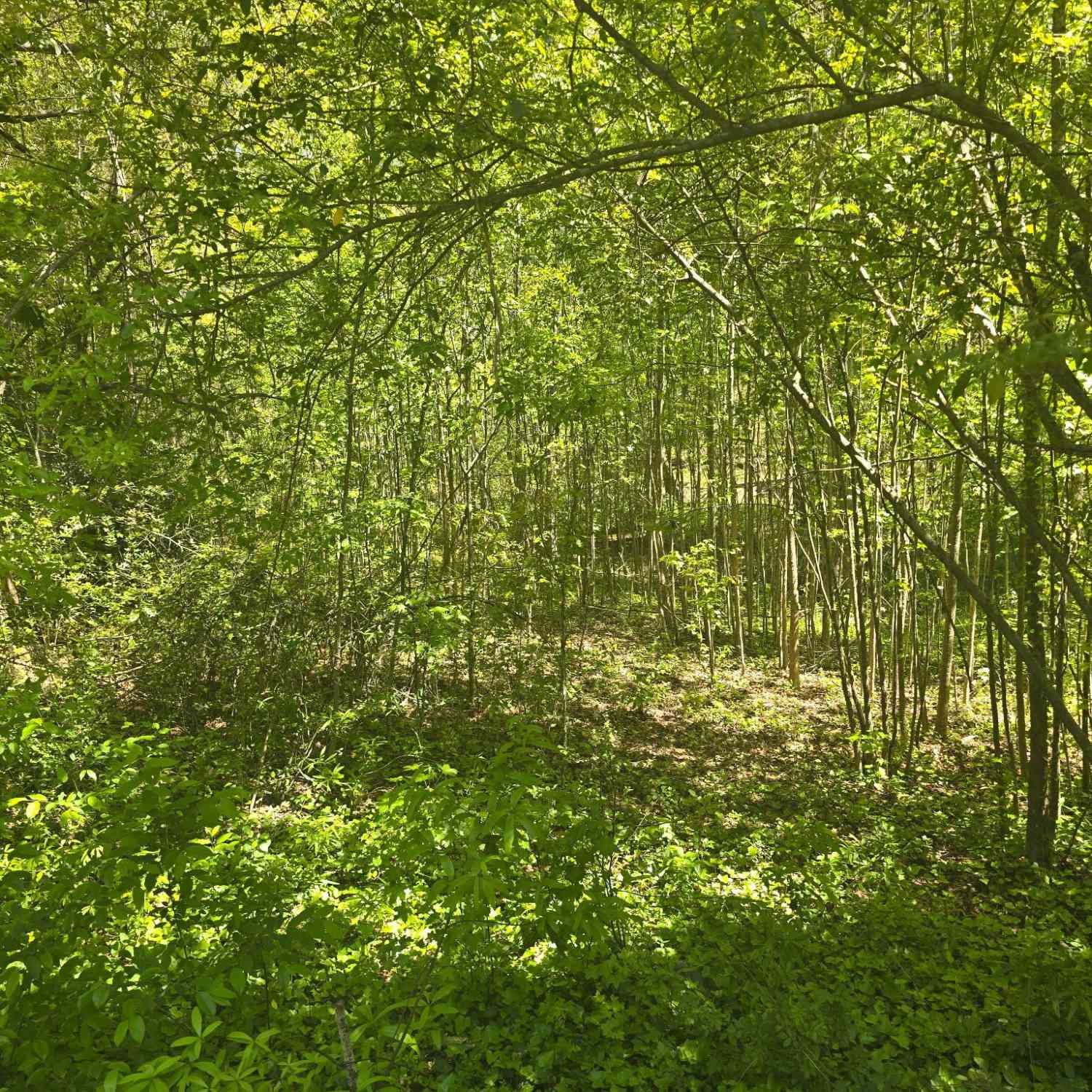 Vacant Land For Sale - Hilltop Lane<br/> Toccoa, GA 30577
