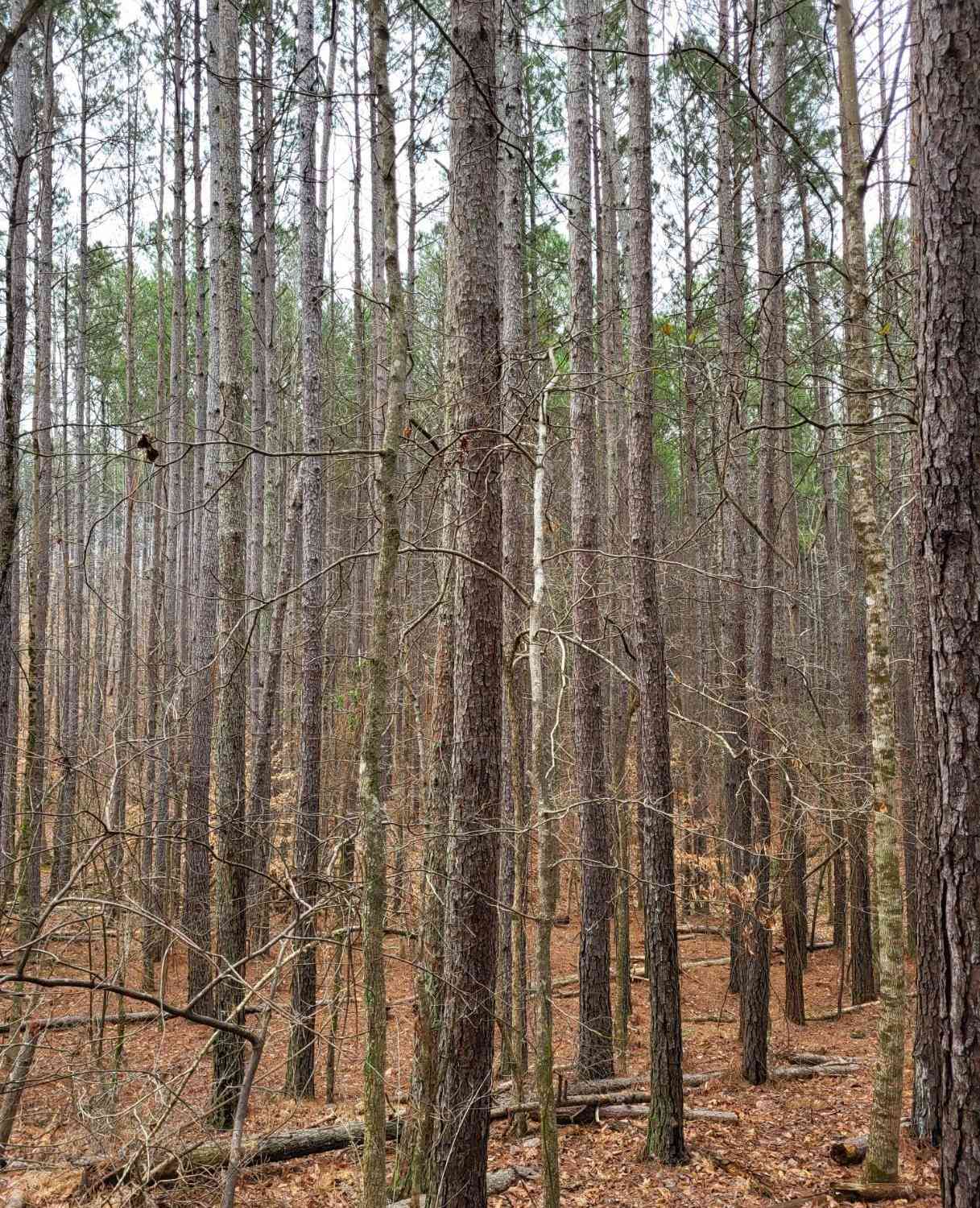 Vacant Land For Sale - 461 Cowford Bridge<br/> Spartanburg, SC 29302